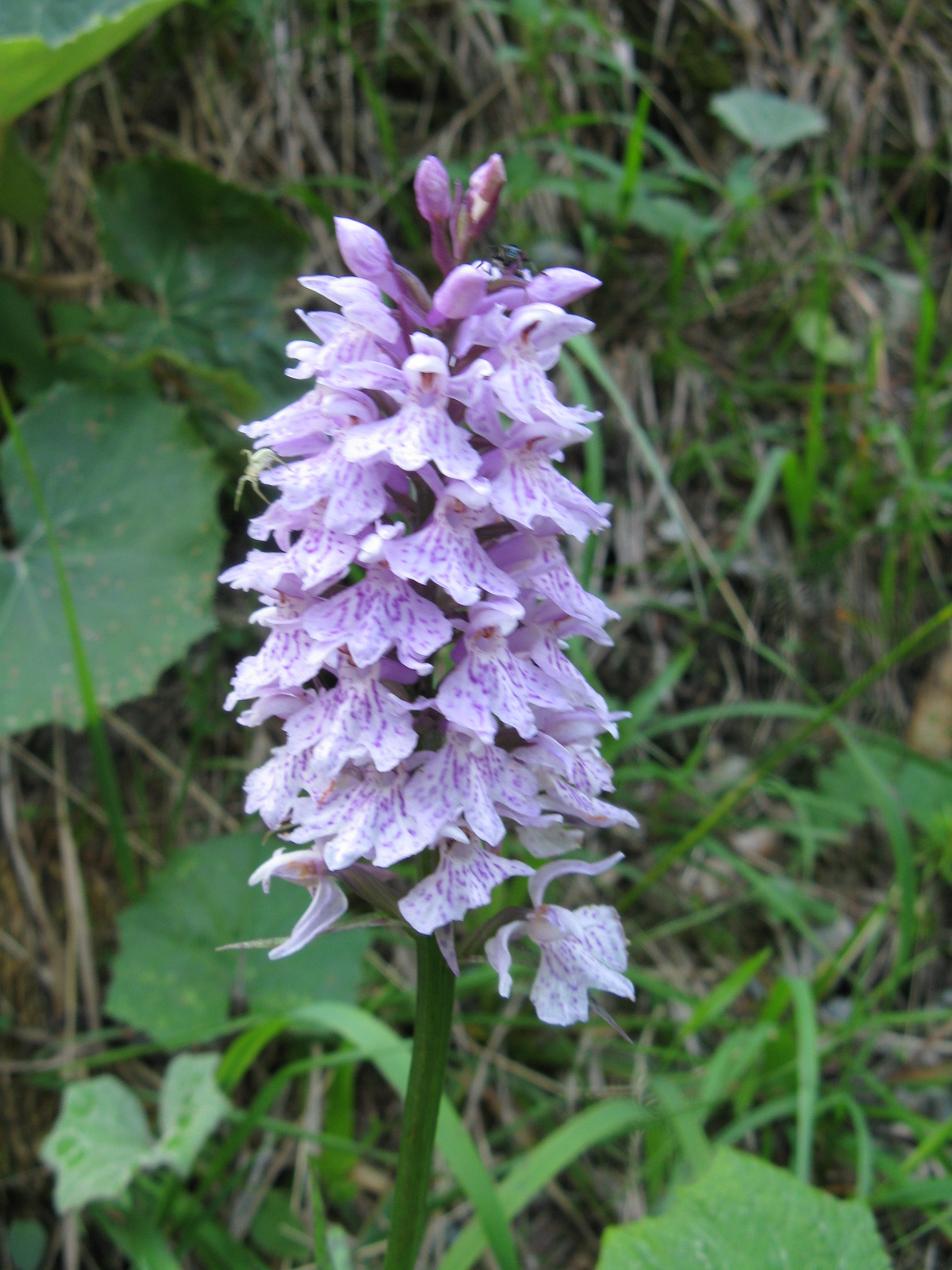 Erdei ujjaskosbor Dactylorhiza fuchsii4