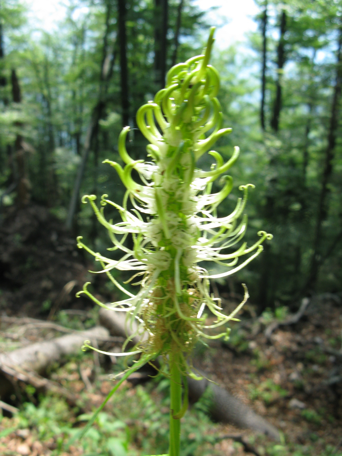 Erdei varjúköröm Phyteuma spicatum