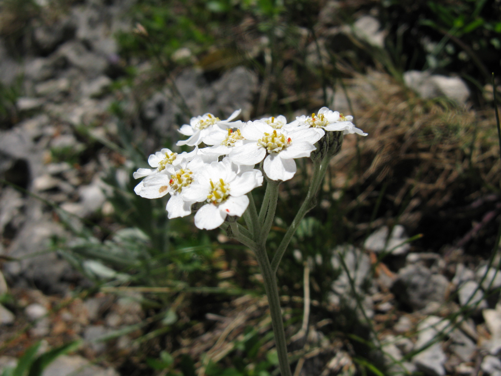 Ezüstös cickafark Achillea clavennae