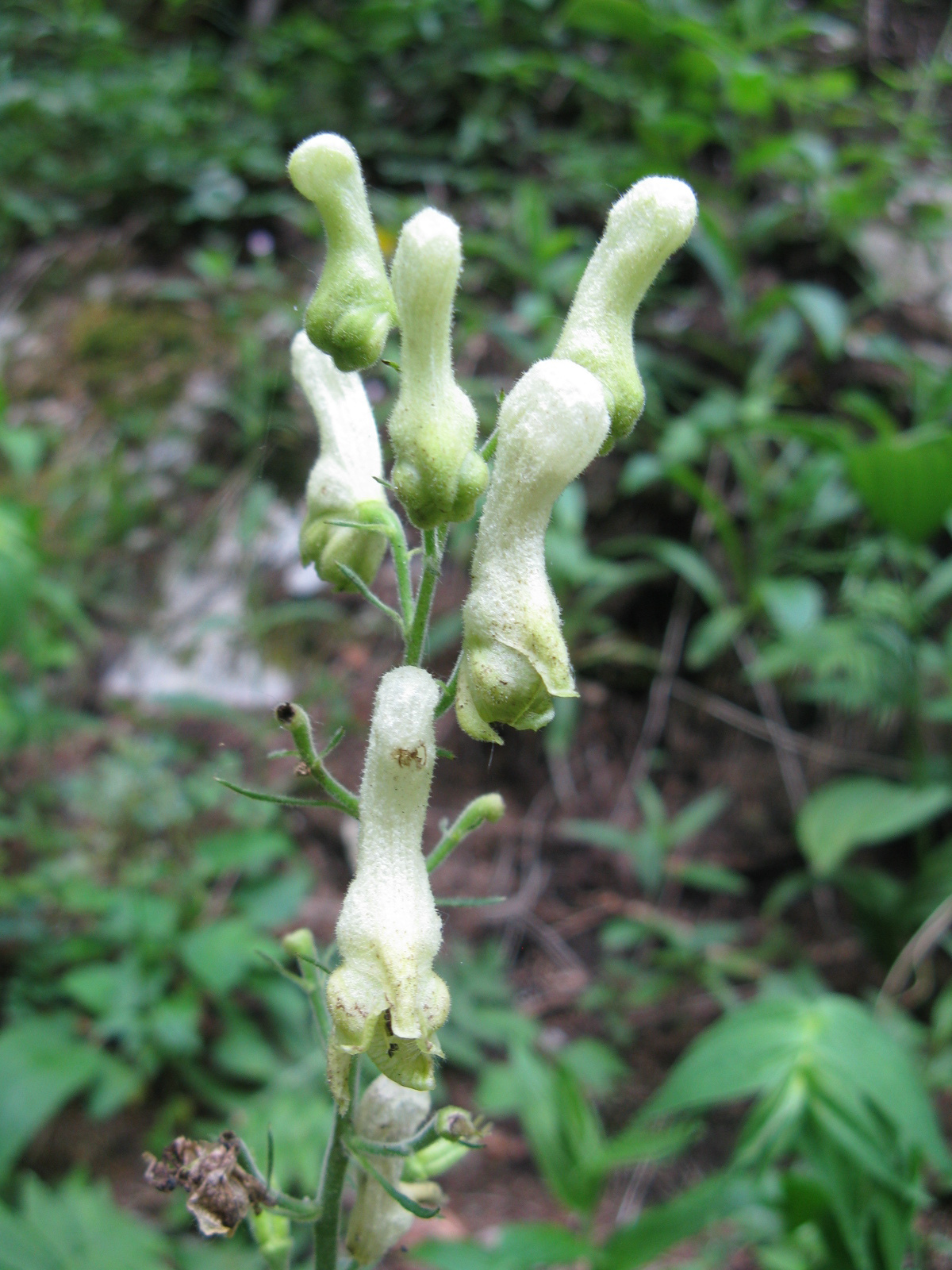 Farkasölő sisakvirág Aconitum vulparia