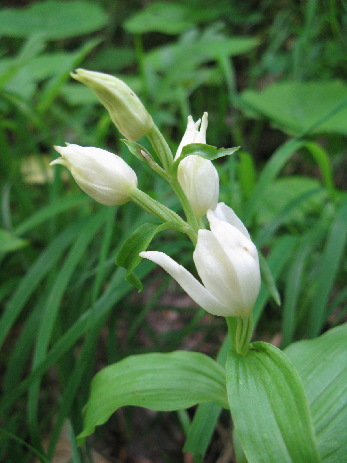 Fehér madársisak Cephalanthera damasonium