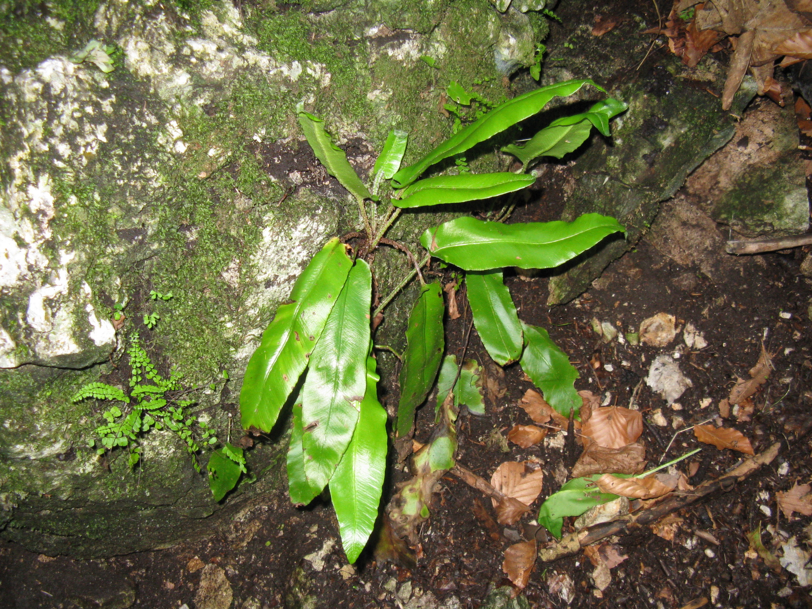 Gímpáfrány Asplenium scolopendrium