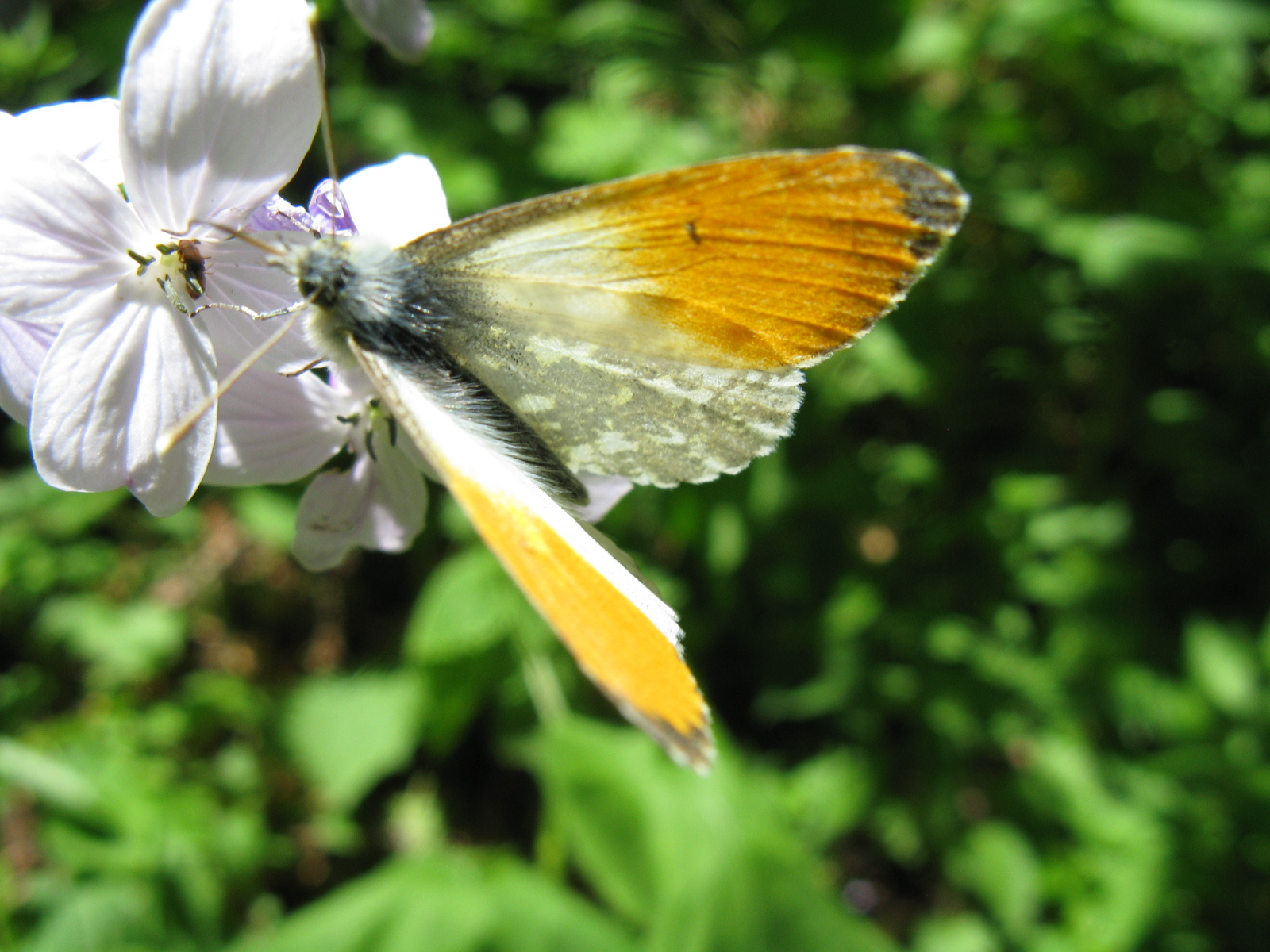 Hajnalpírlepke Anthocharis cardamines