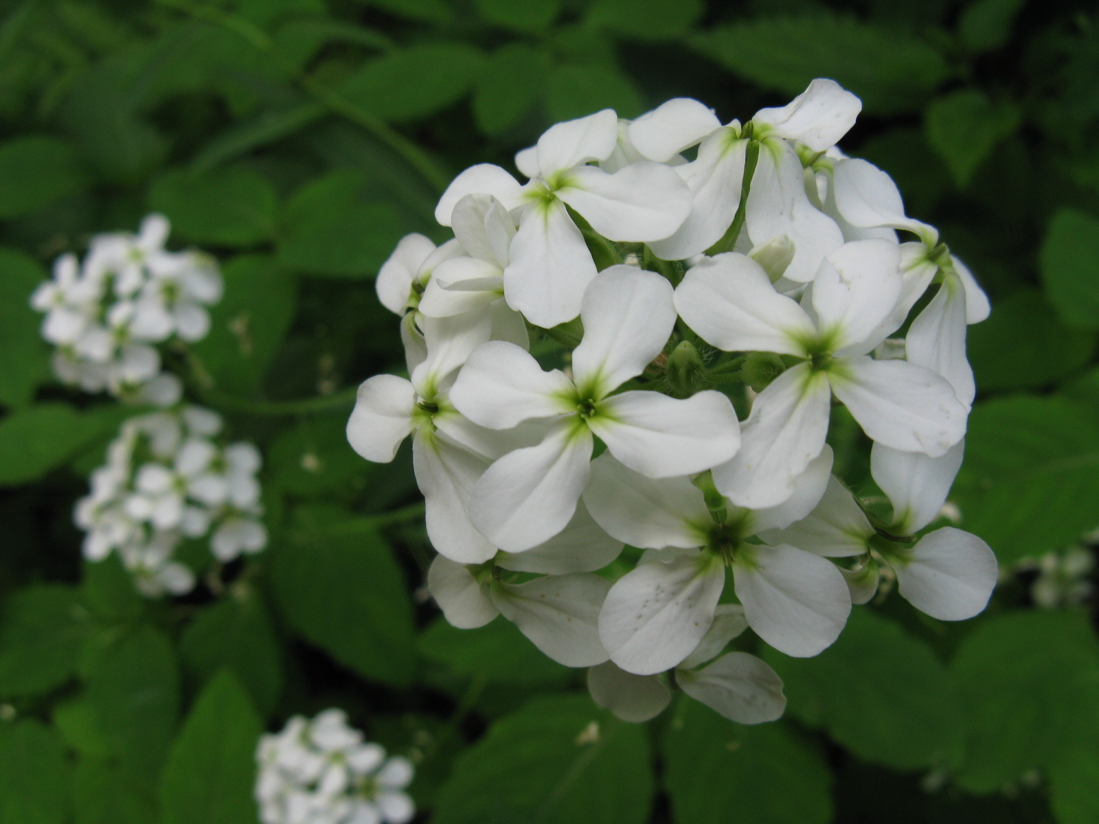 Hölgyestike Hesperis matronalis