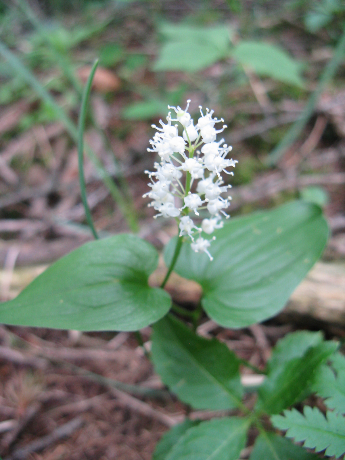 Kétlevelű árnyékvirág Maianthemum bifolium