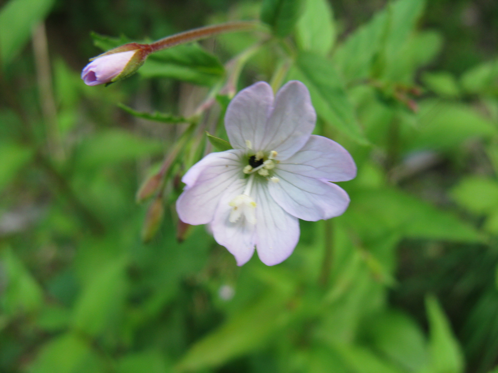 Kisvirágú fűzike Epilobium parviflorum