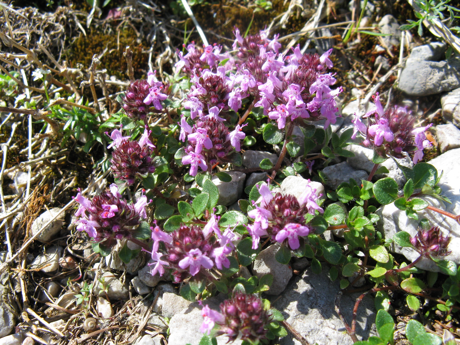 Korai kakukkfű Thymus praecox