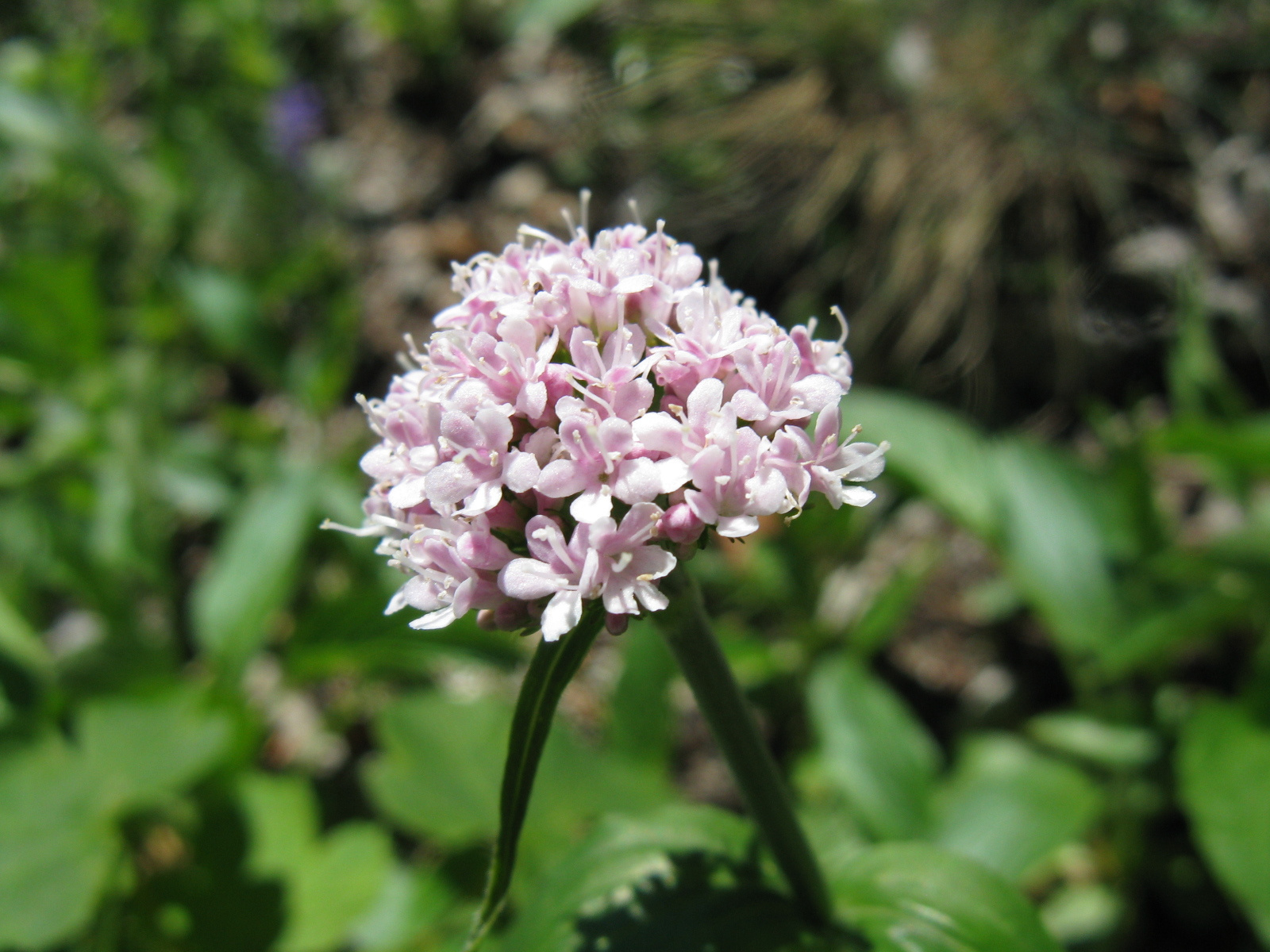 Macskagyökér Valeriana officinalis