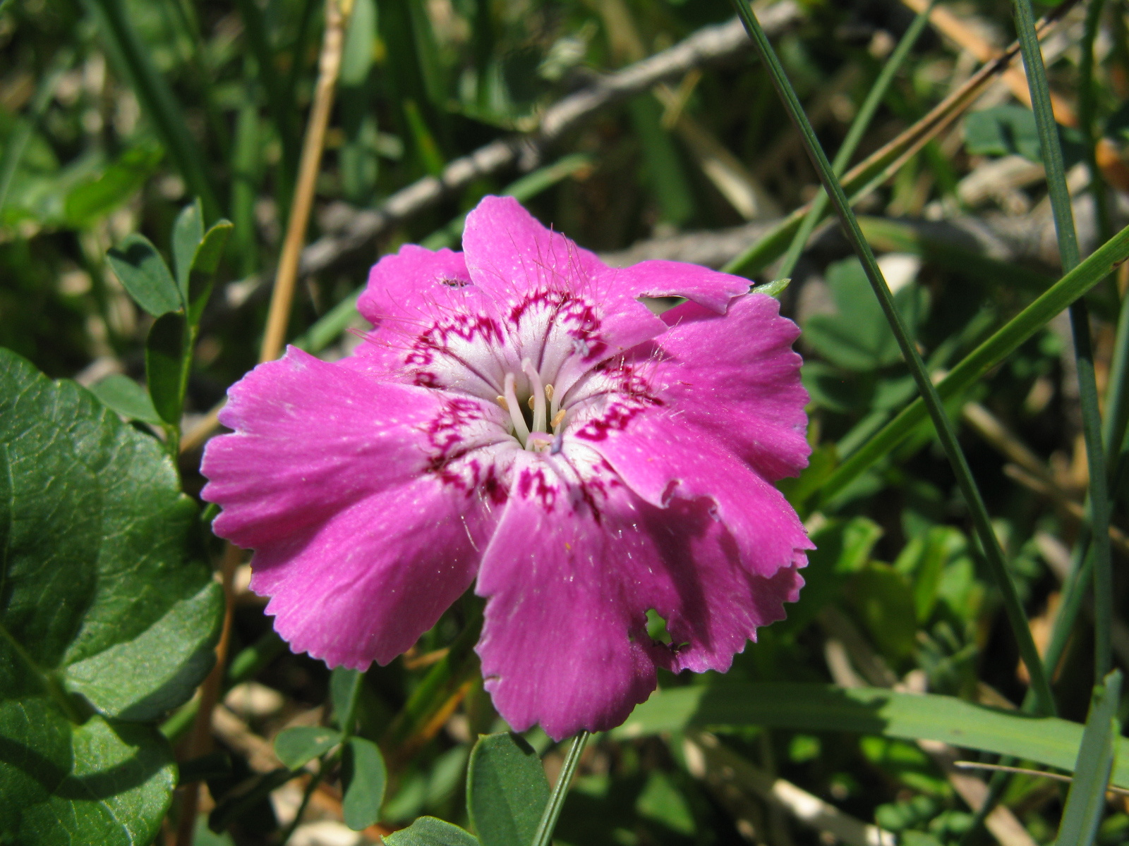 Réti szegfű Dianthus deltoides