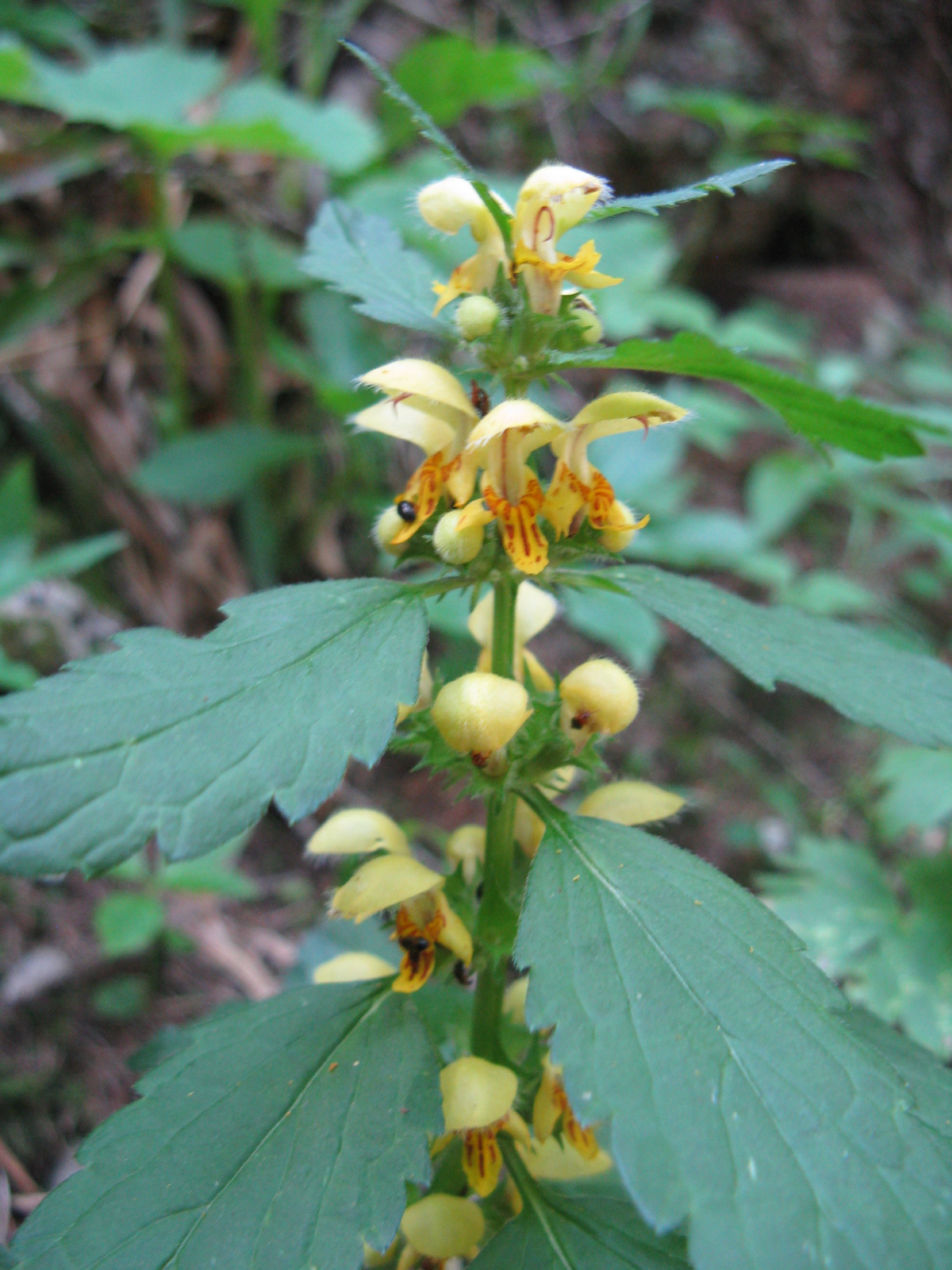 Sárga árvacsalán Lamium galeobdolon