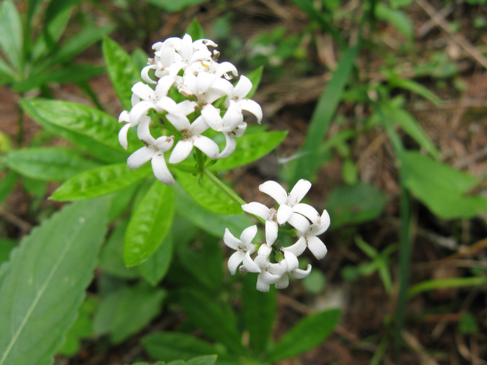 Szagos müge Galium odoratum