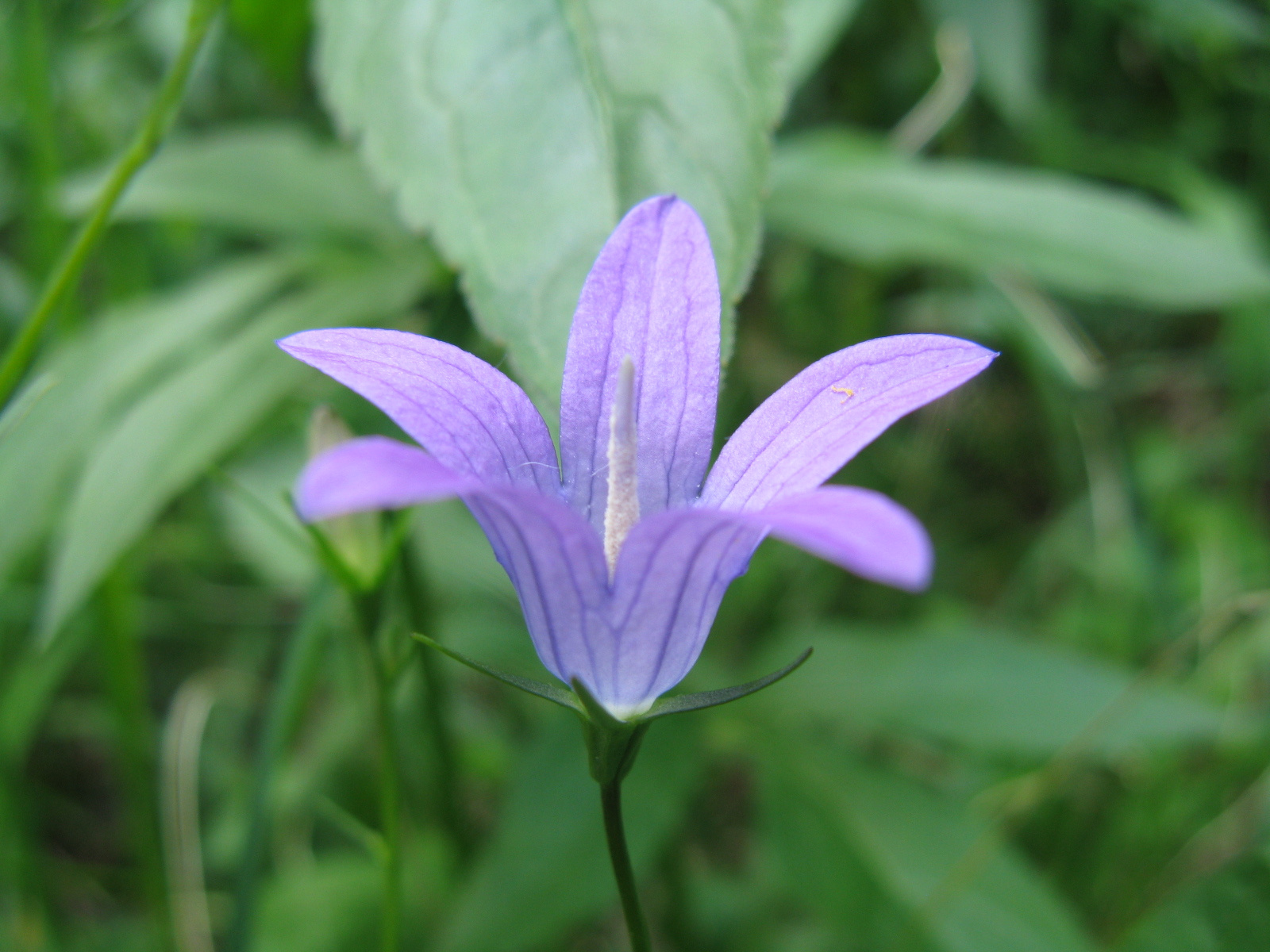 Terebélyes harangvirág Campanula patula