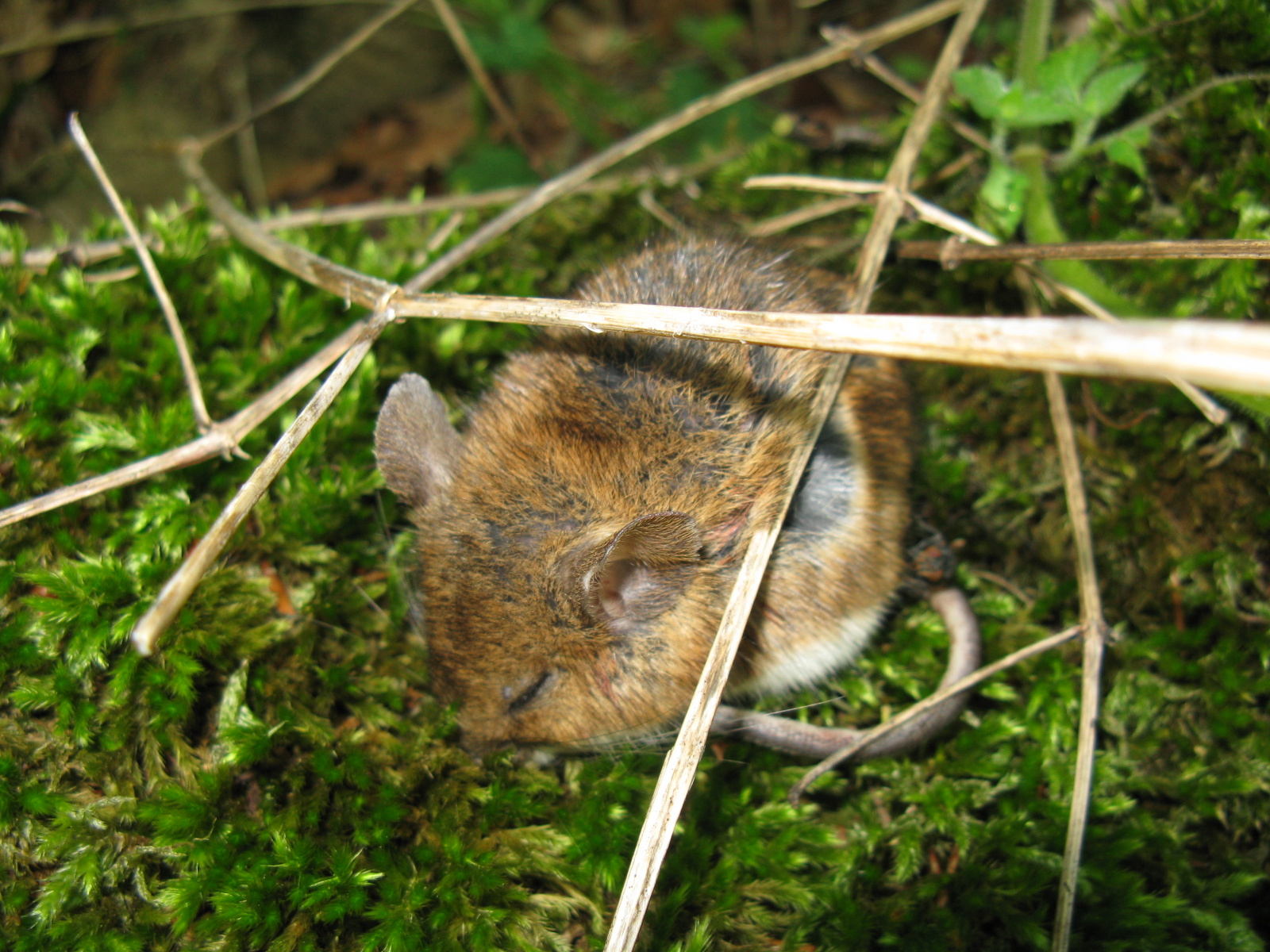 Vöröshátú erdei pocok Myodes glareolus