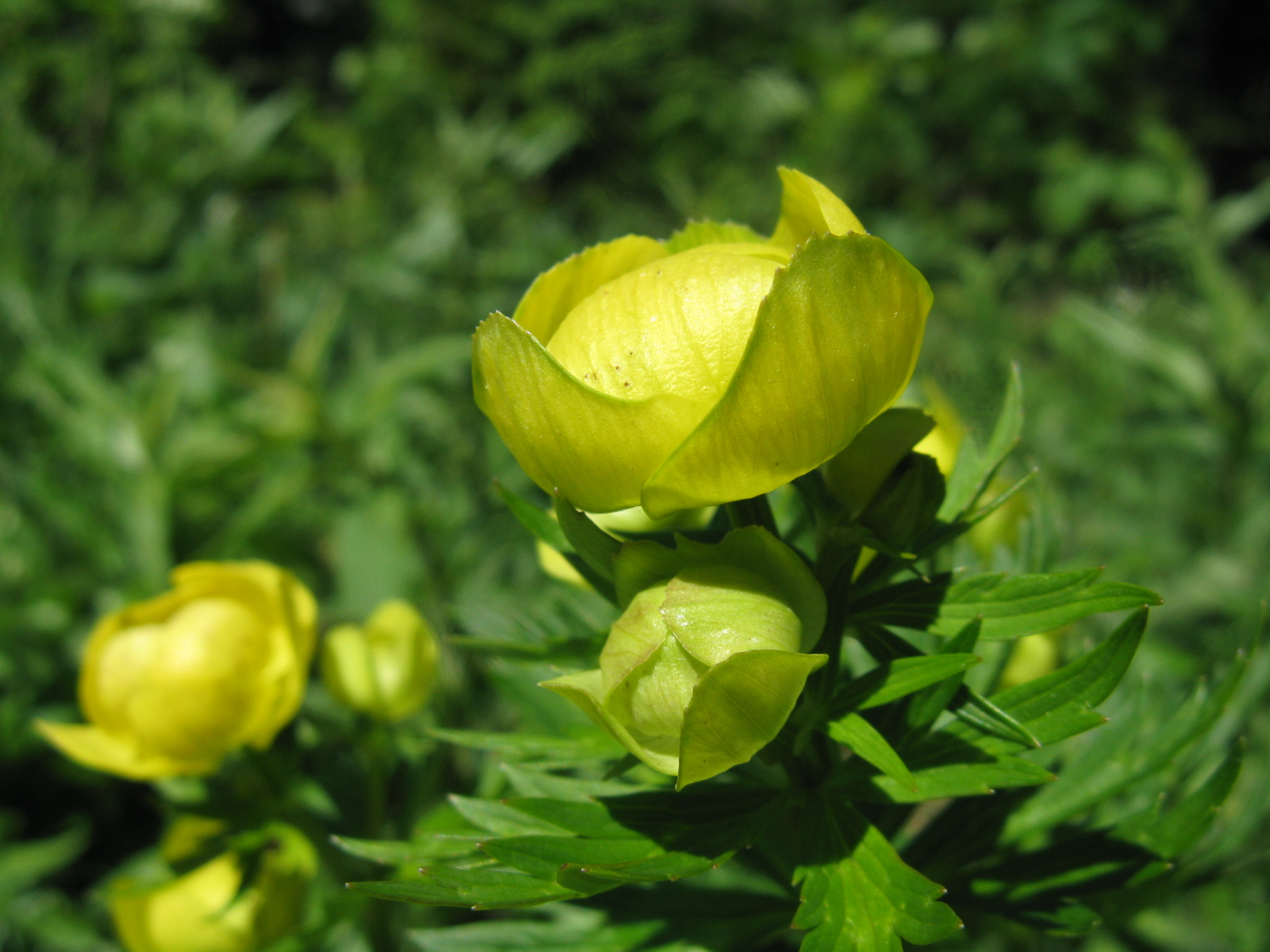 Zergeboglár Trollius europaeus