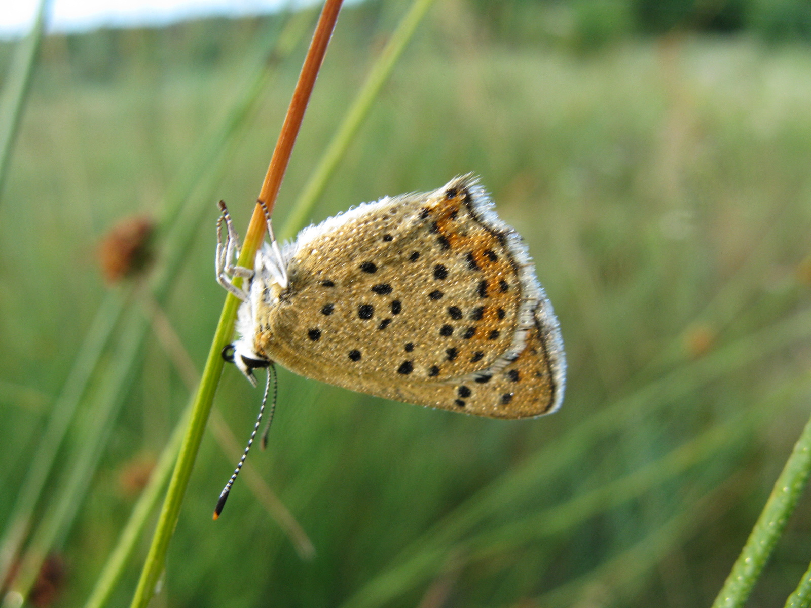 Barna tűzlepke Lycaena tityrus