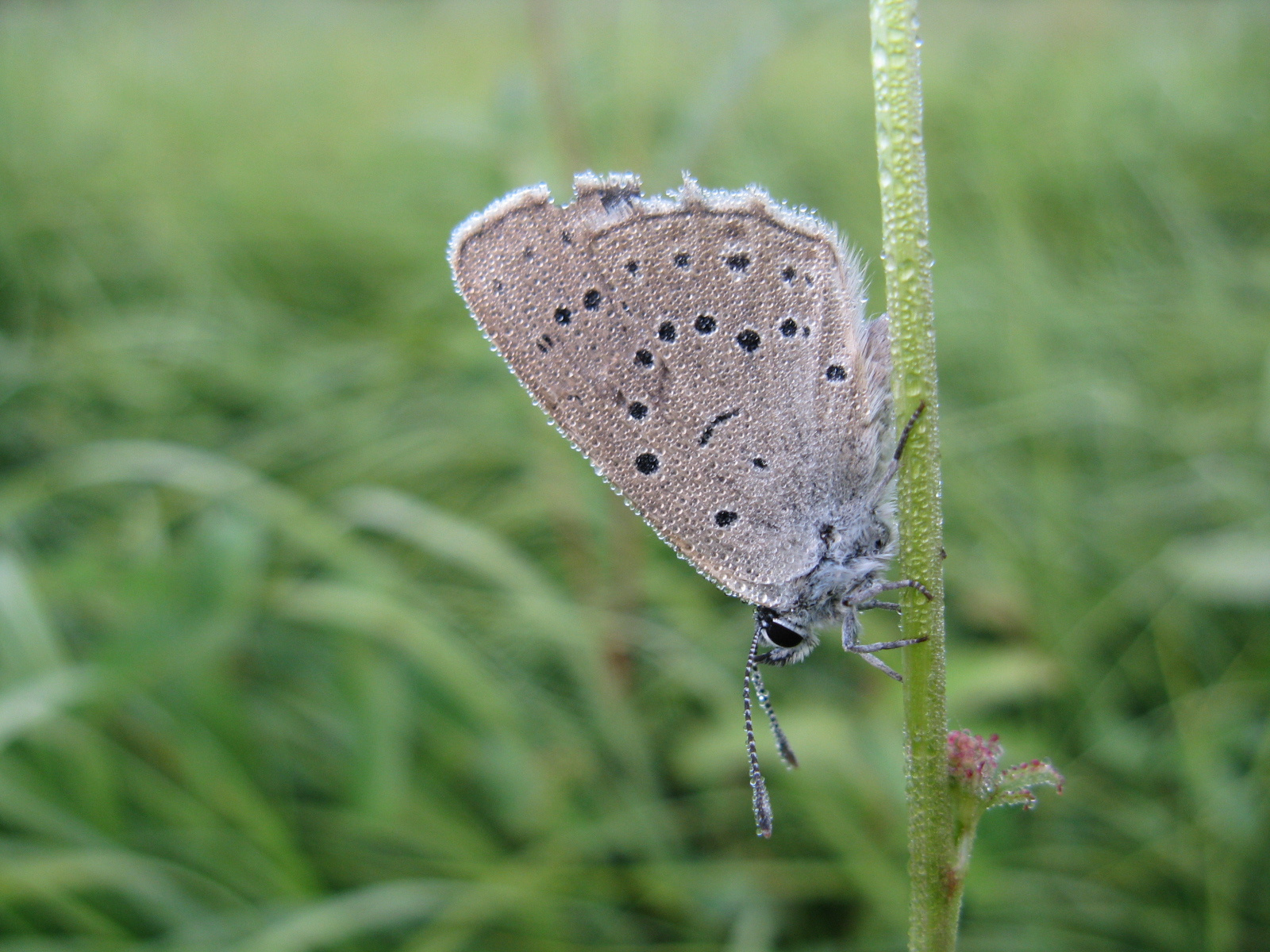 Aprószemes boglárka Polyommatus semiargus