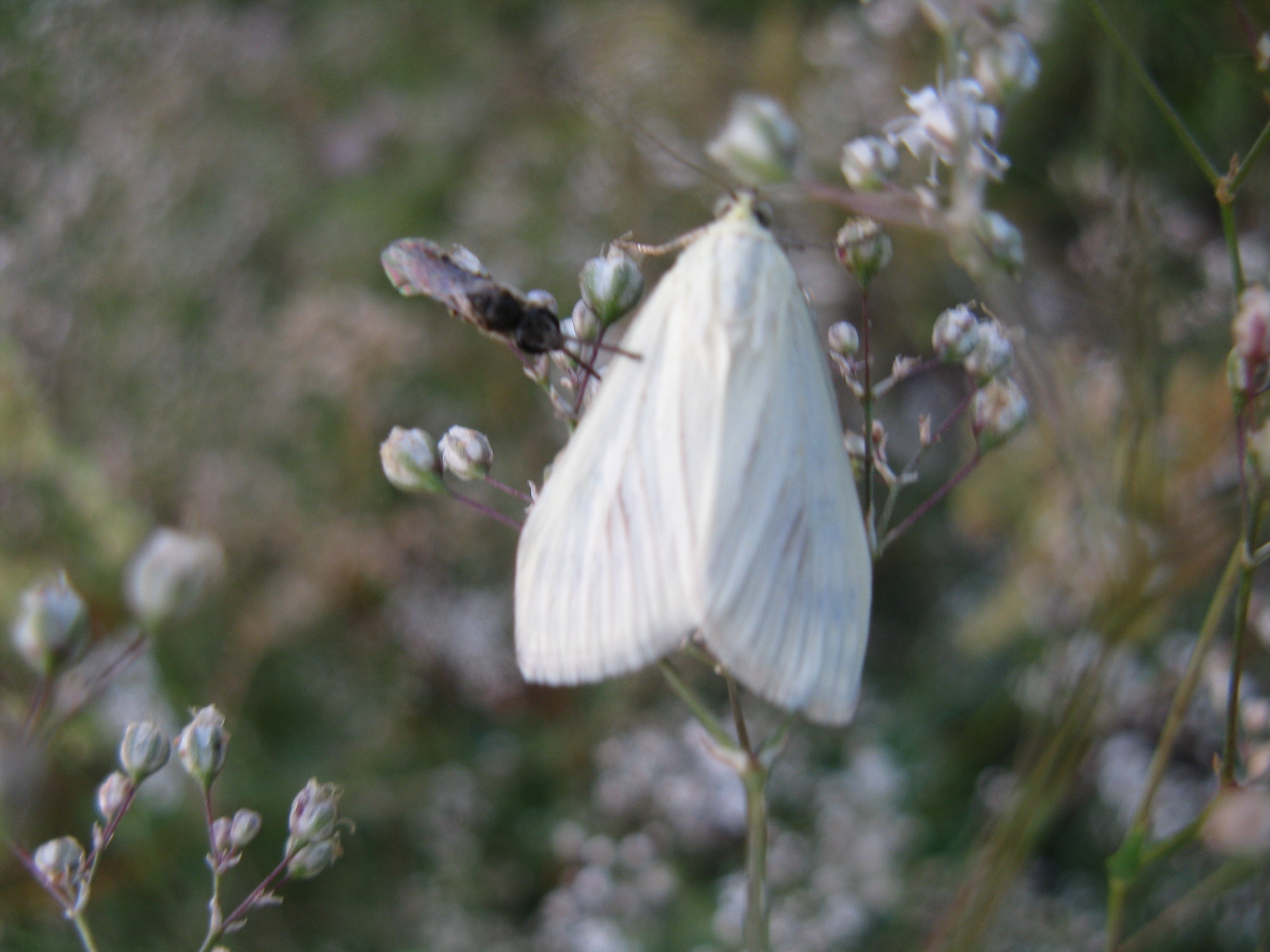 Kénszagú dudvamoly Sitochroa palealis