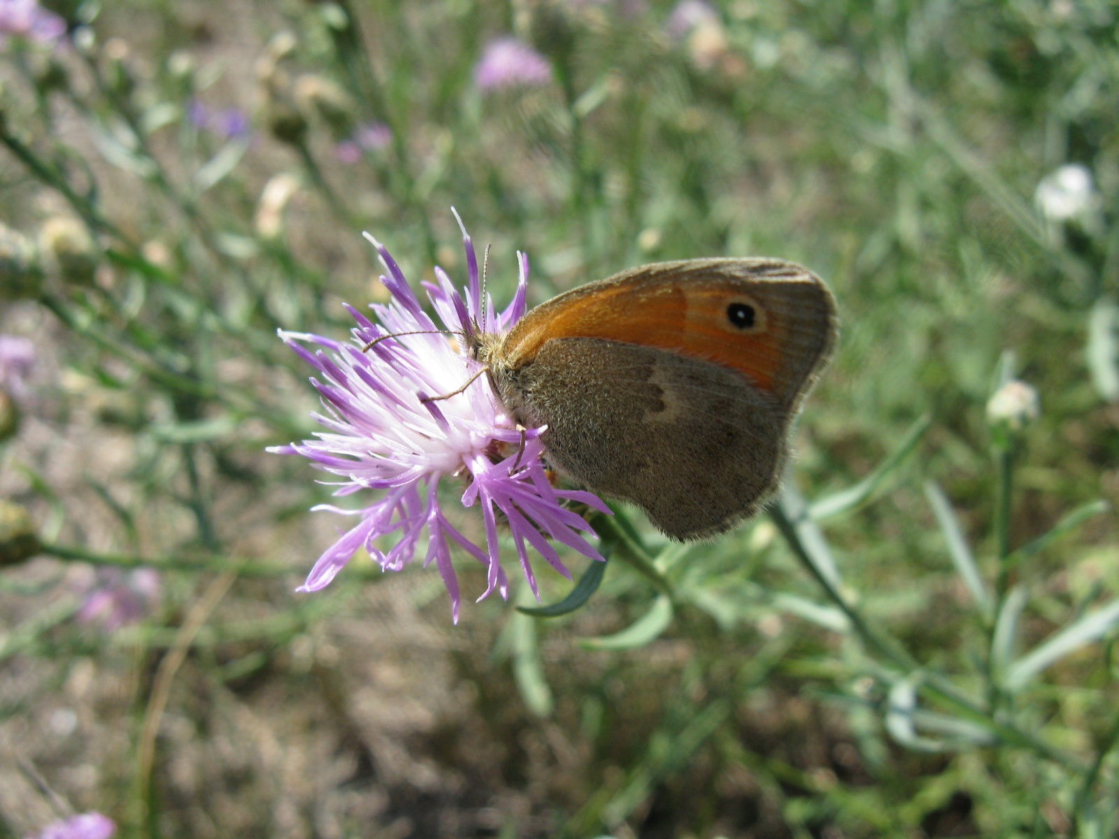 Kis szénalepke Coenonympha pamphilus