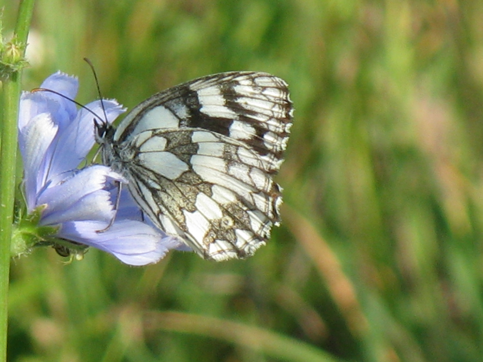 Sakktáblalepke Melanargia galathea