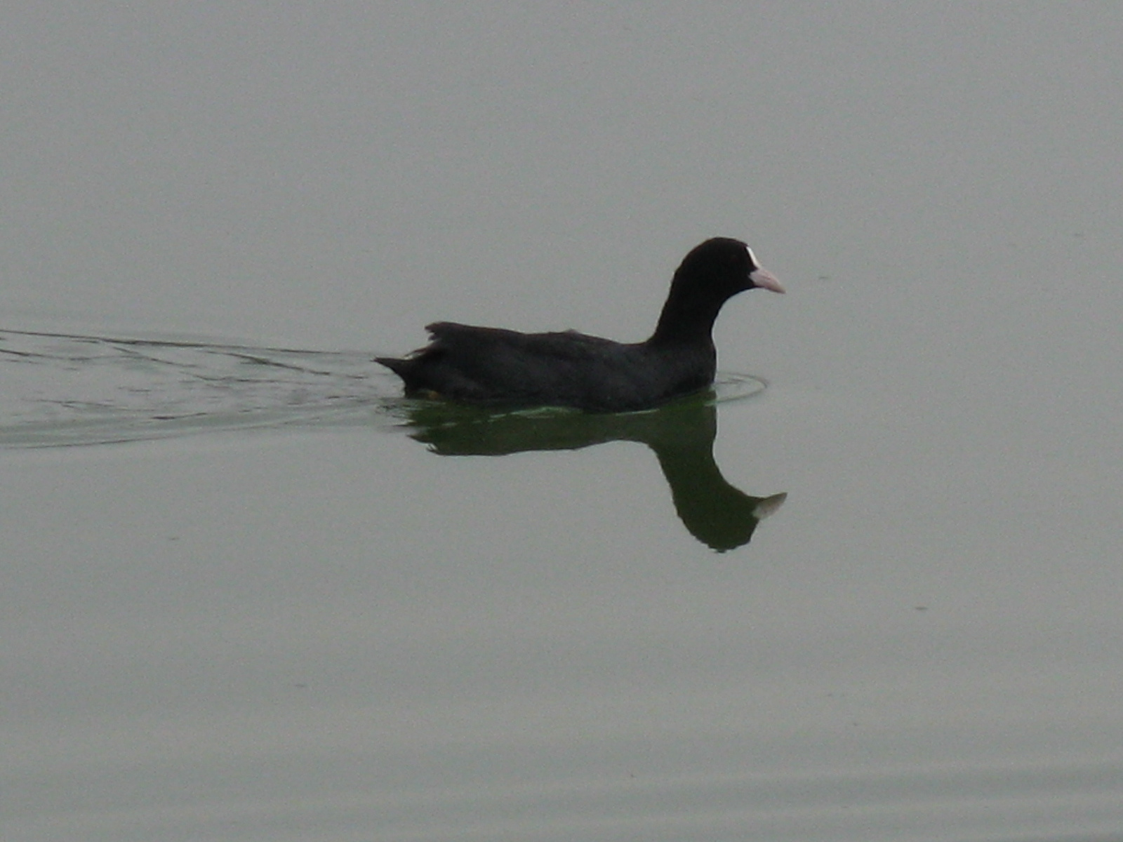 Szárcsa Fulica atra