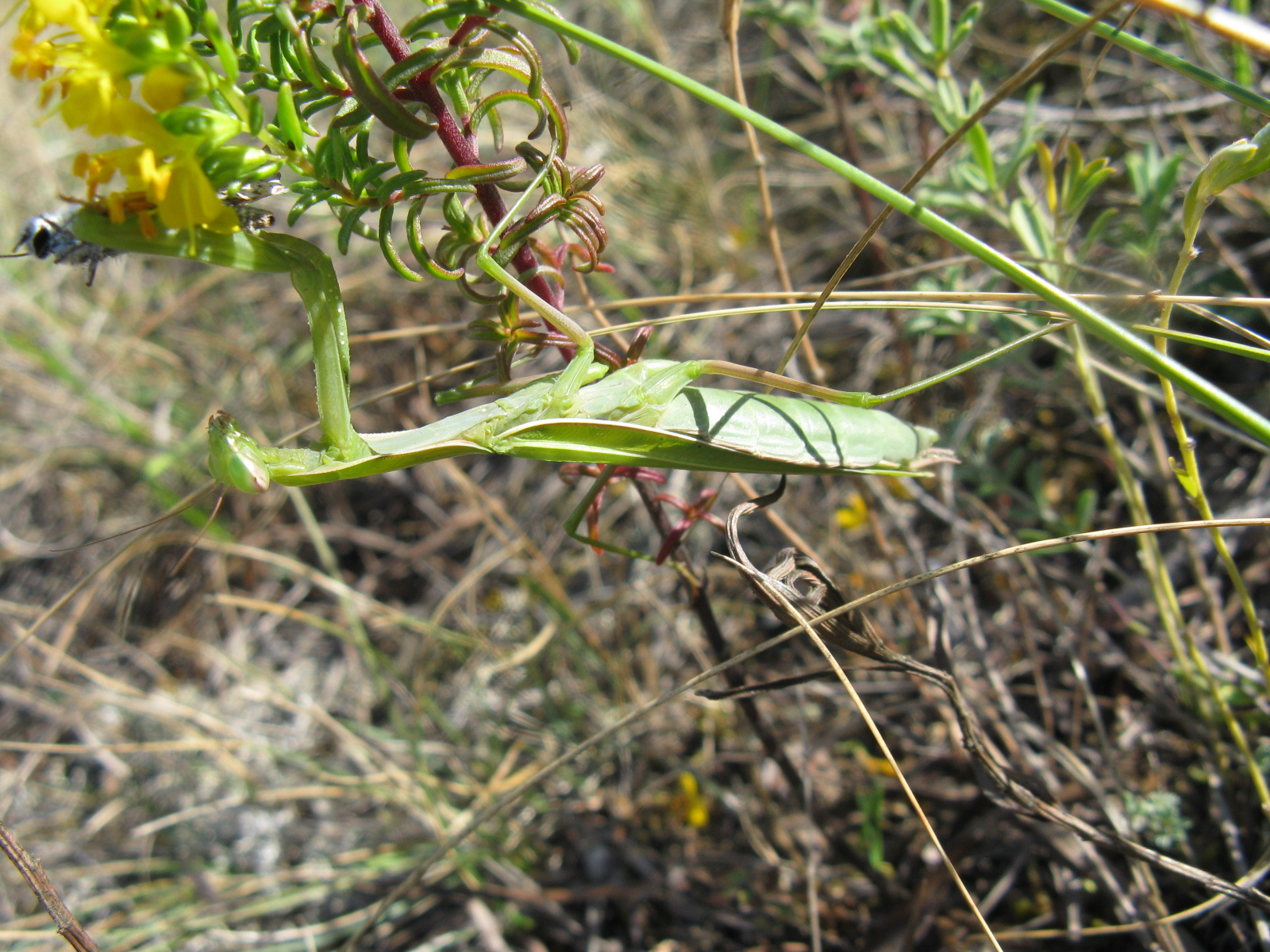 Ájtatos manó