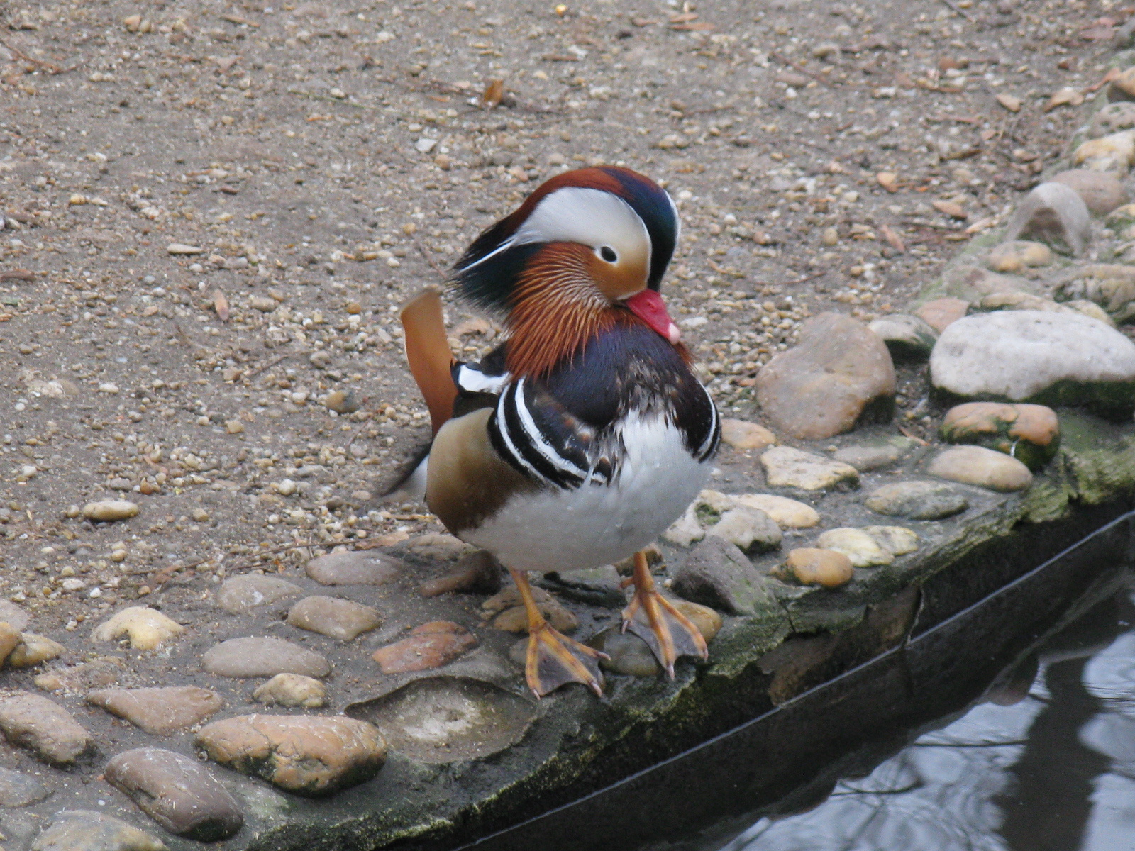 Mandarinréce