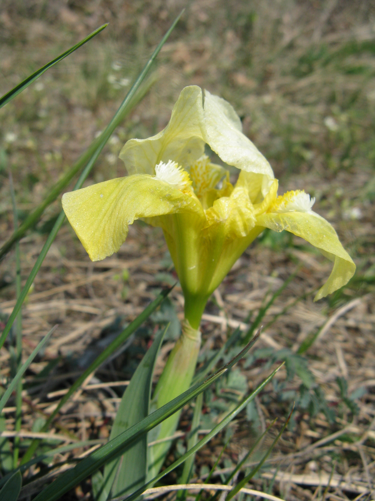 Iris pumila