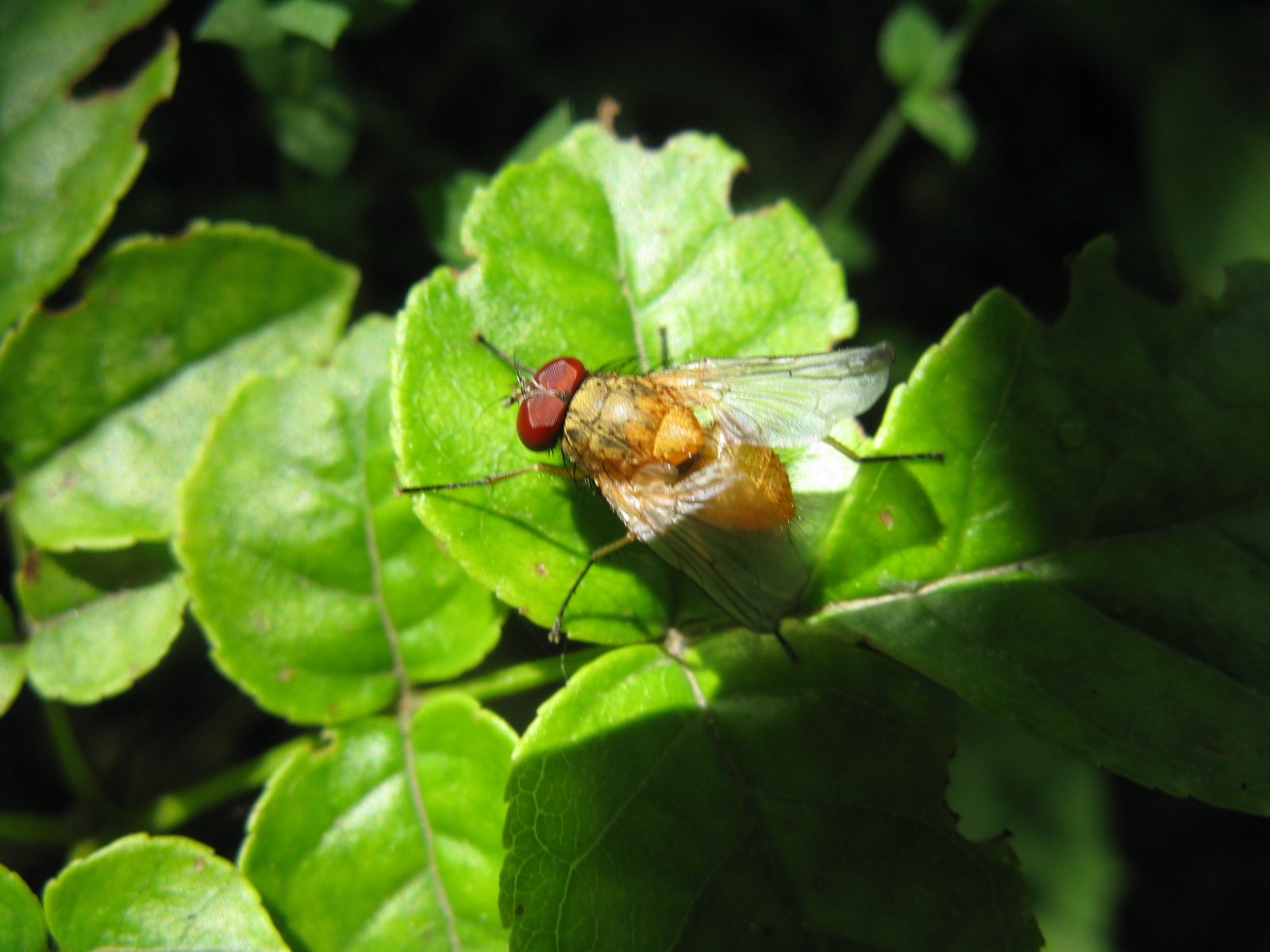 Korhadéklégy Phaonia pallida