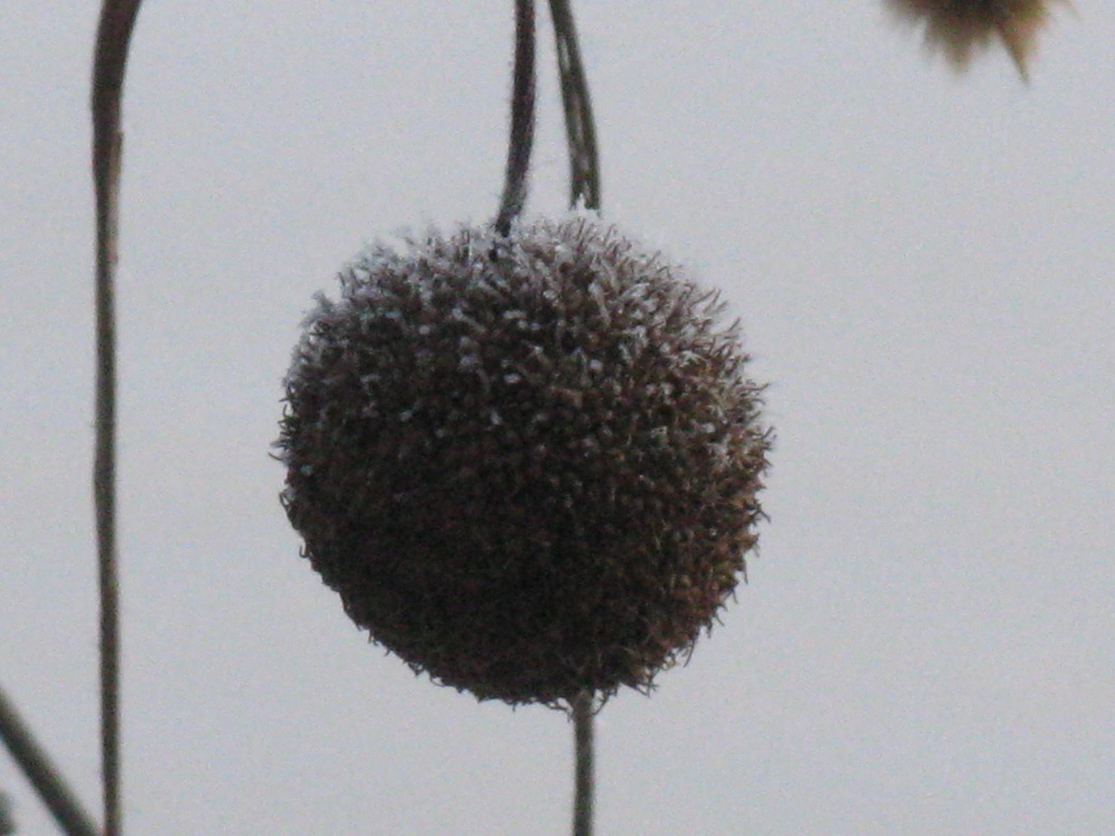 Platánfa Platanus acerifolia1