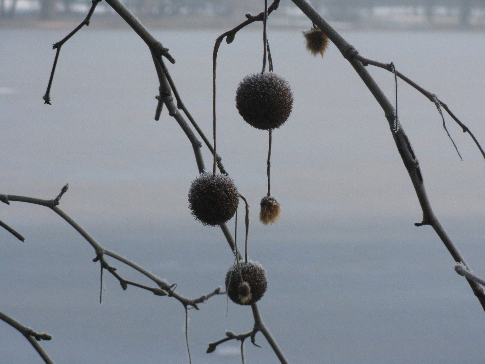 Platánfa Platanus acerifolia