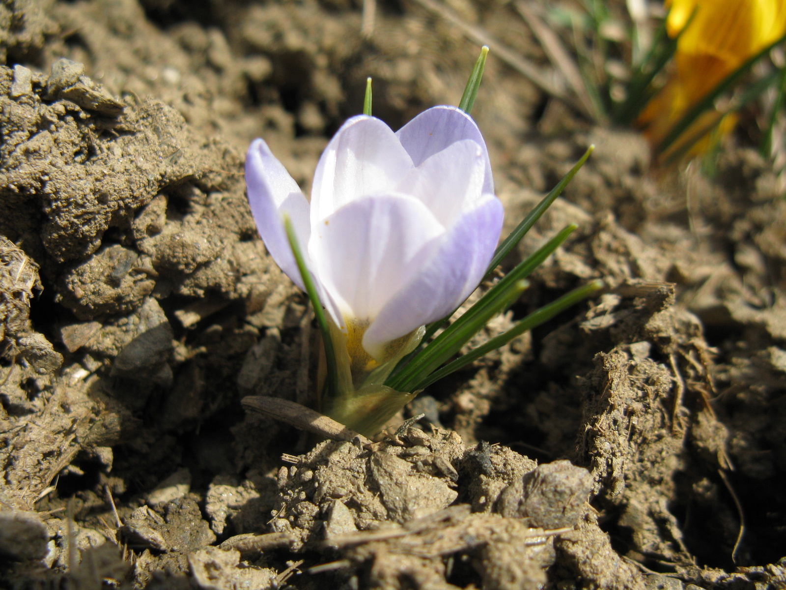 Murau Sáfrány/Crocus