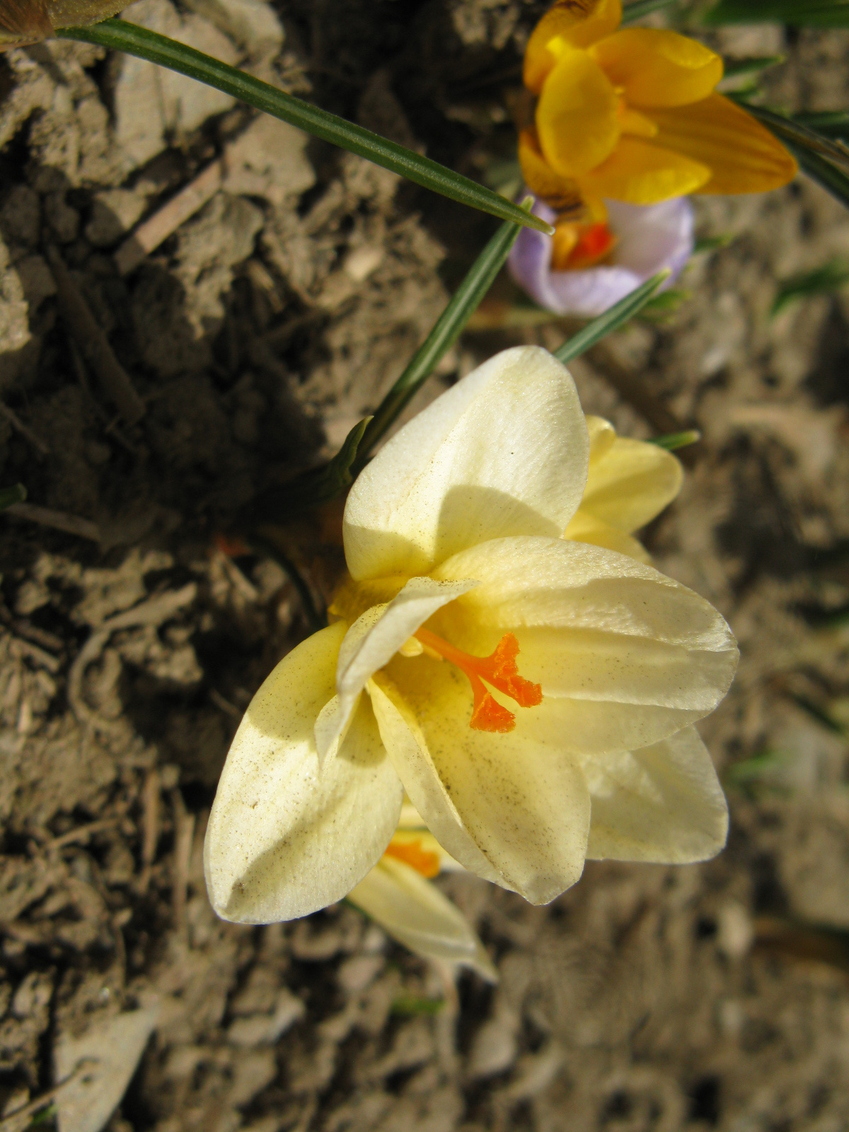 Murau Sáfrány/Crocus