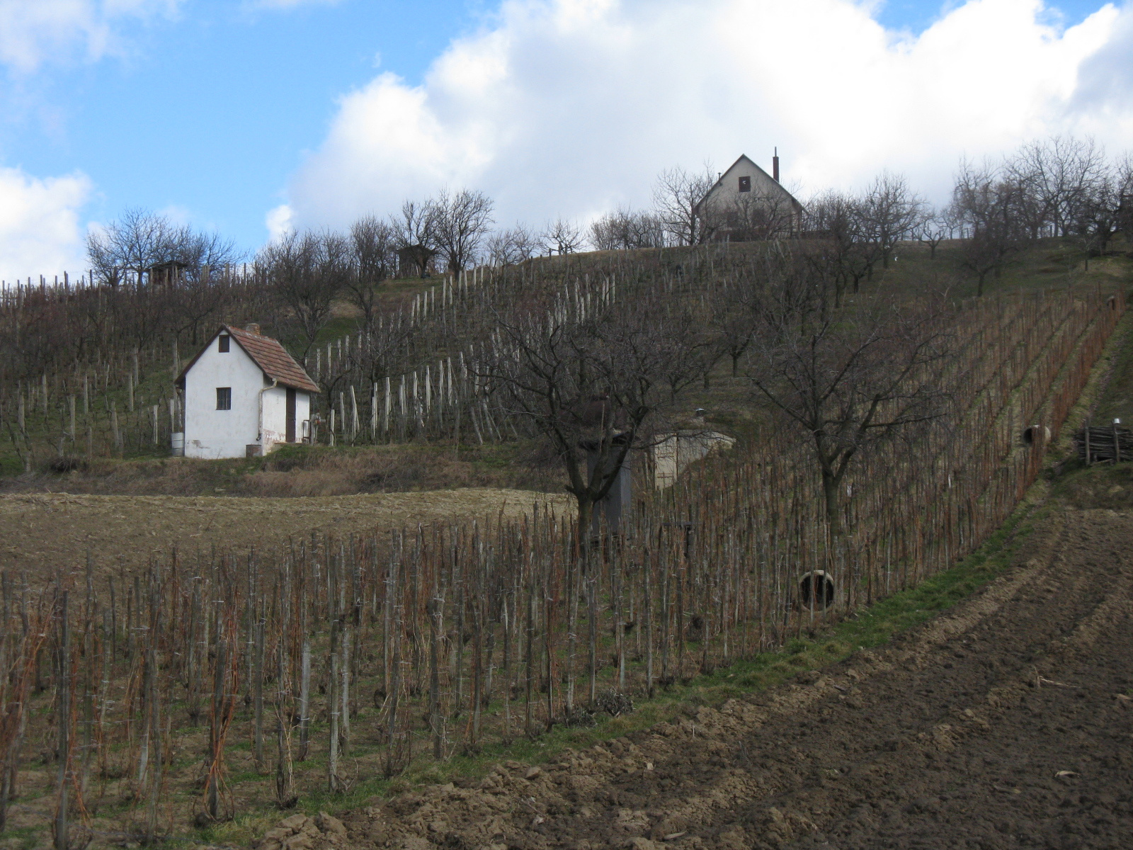 Szőlőhegy