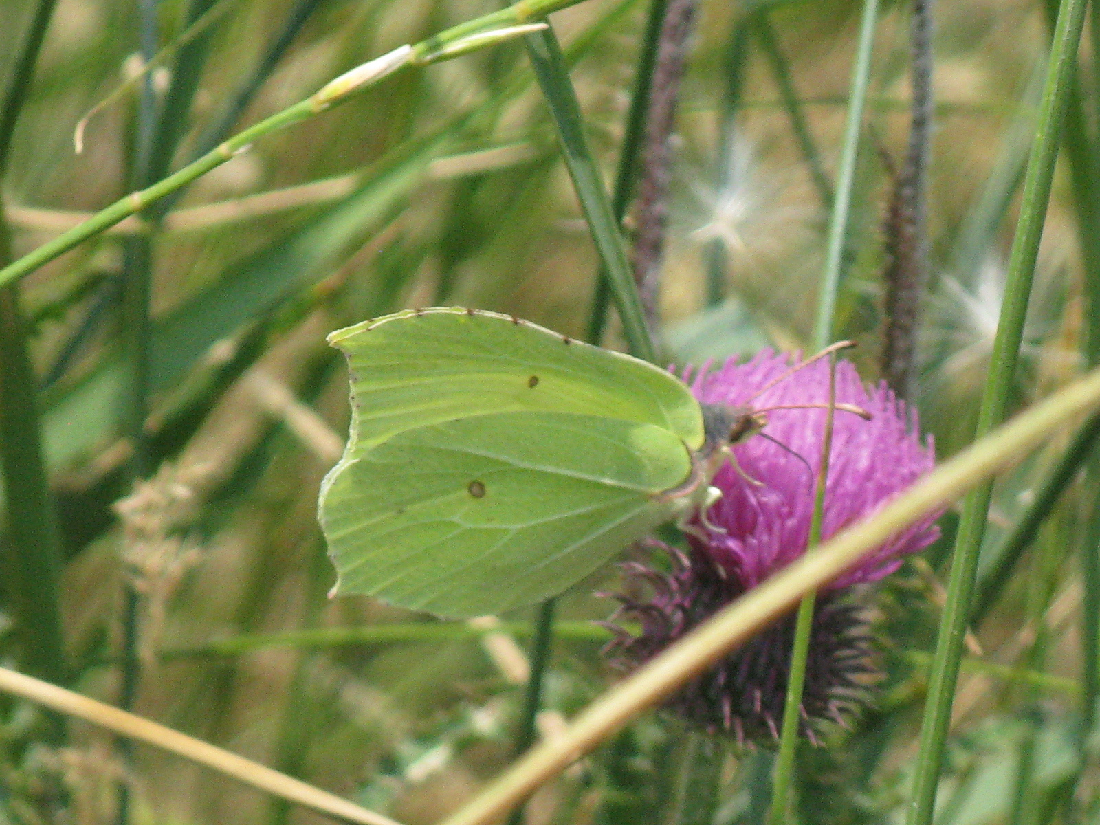 Citromlepke Gonepteryx rhamni1