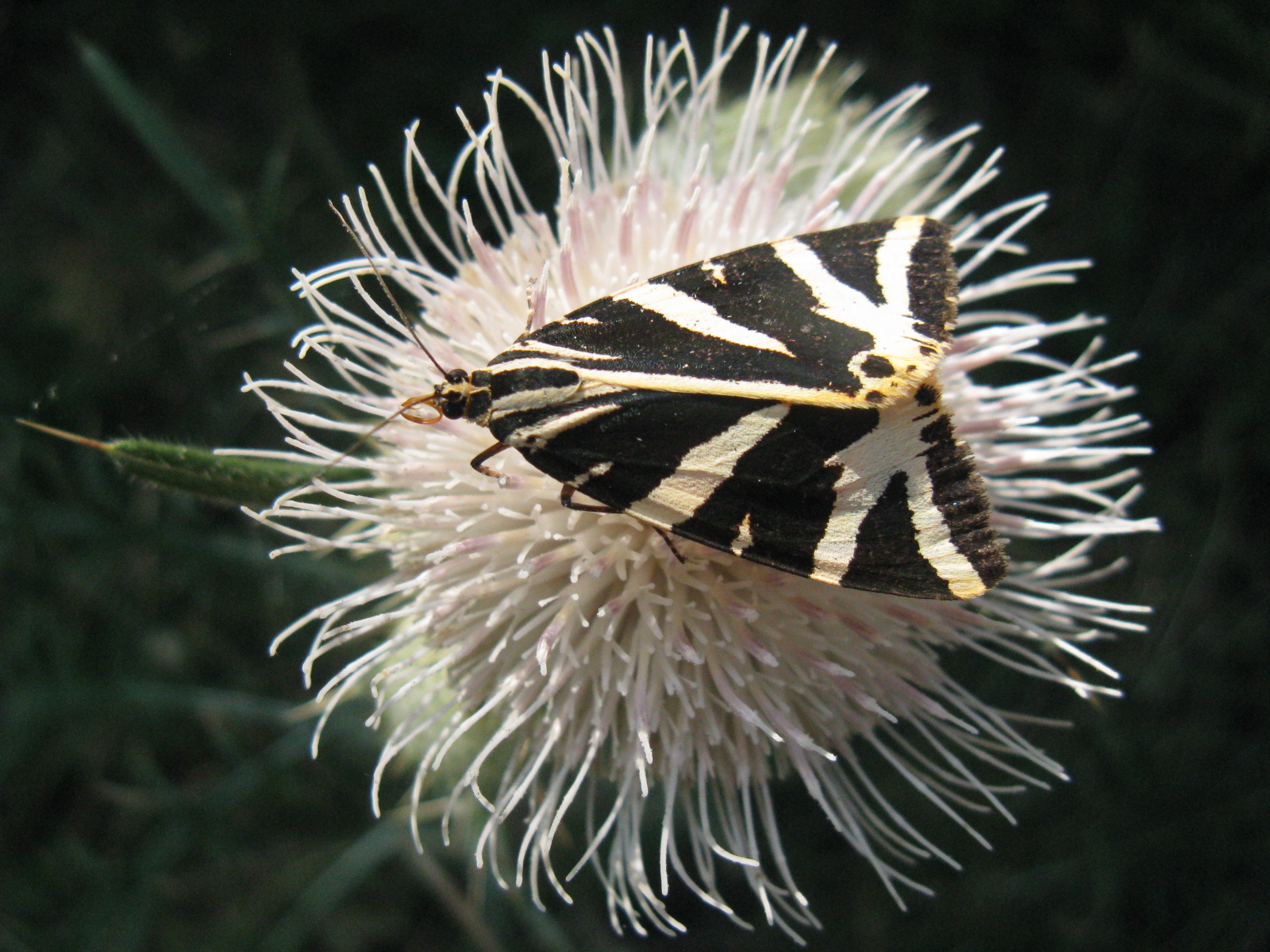 Csíkos medvelepke