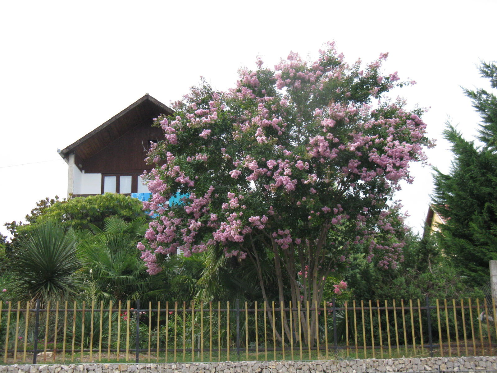 Selyemmirtusz Lagerstroemia sp1