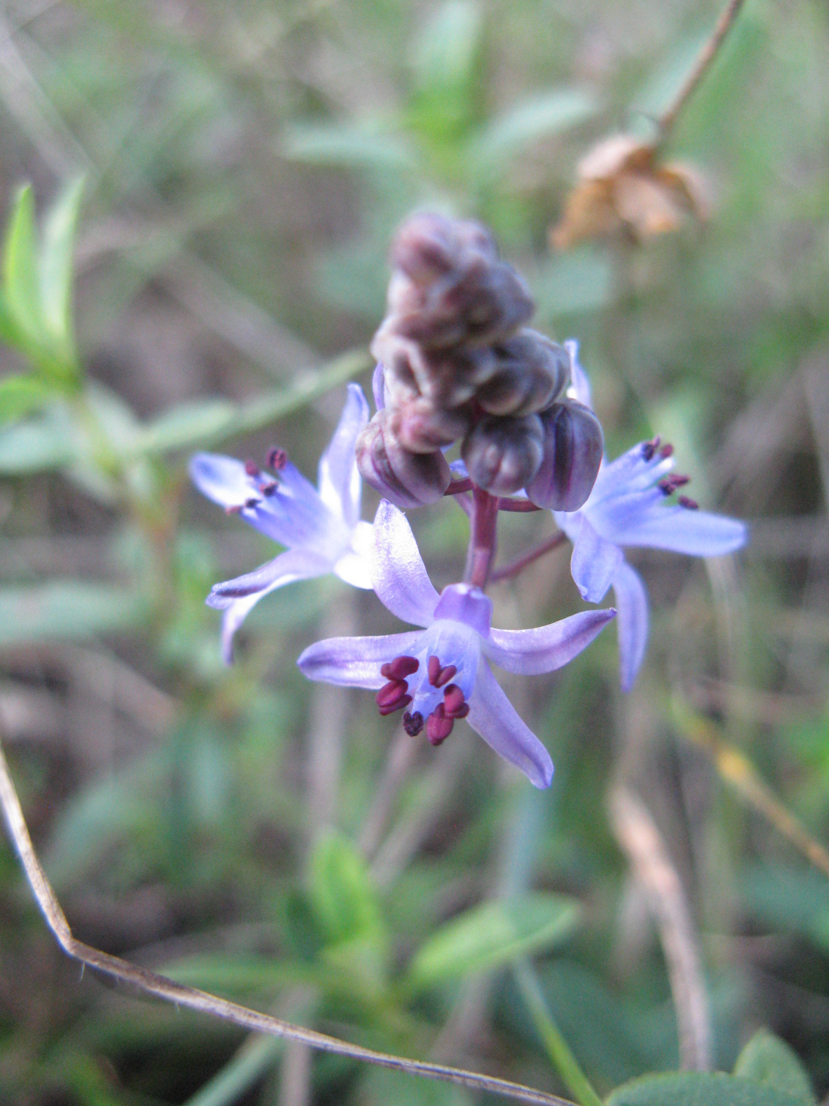 Őszi csillagvirág Scilla autumnalis1