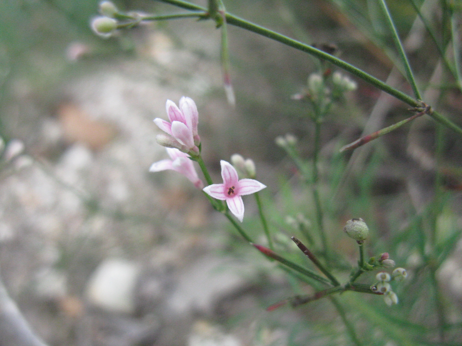 Ebfojtó müge (Asperula cynanchica)