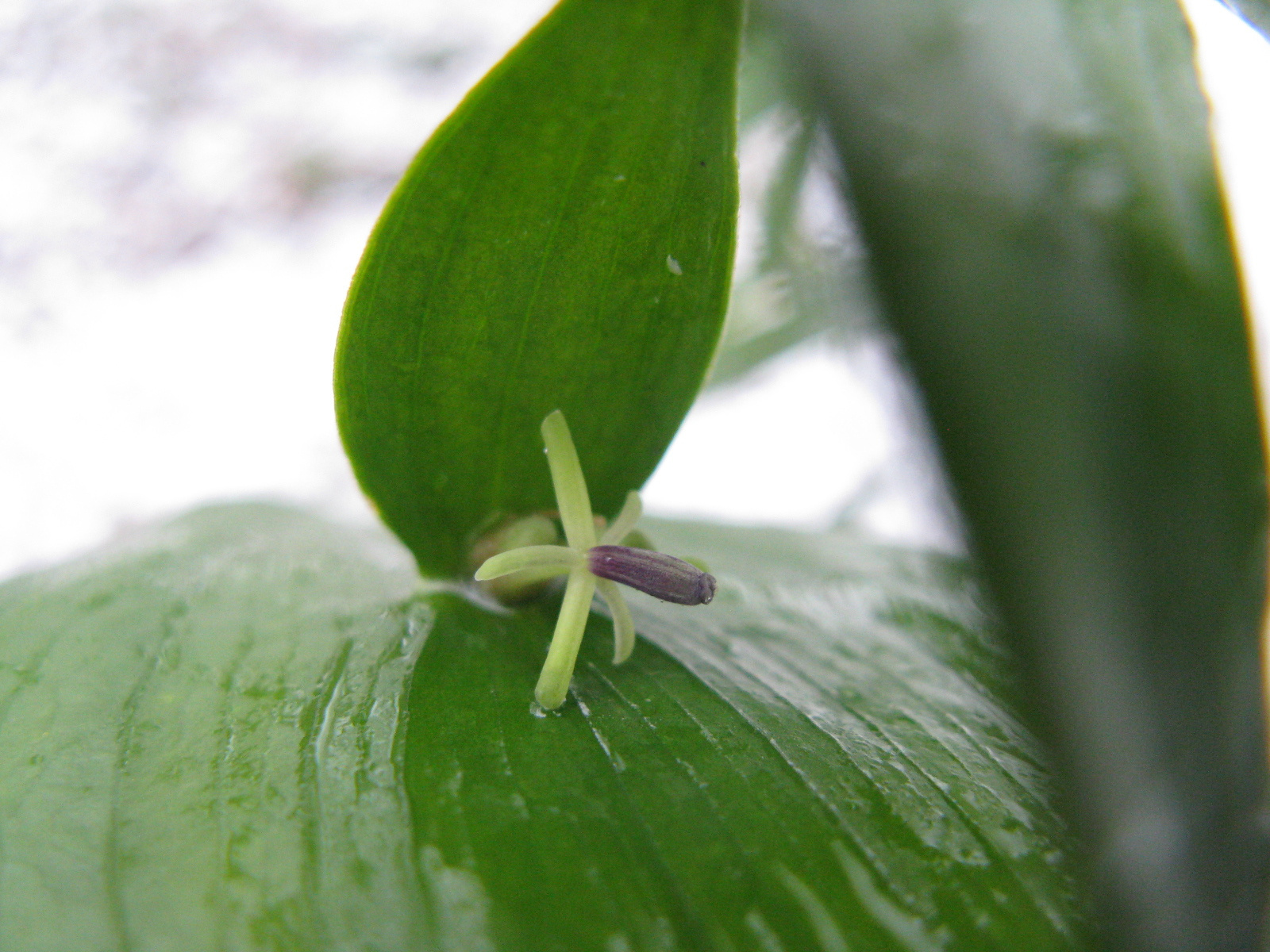 Lónyelvű csodabogyó Ruscus hypoglossum