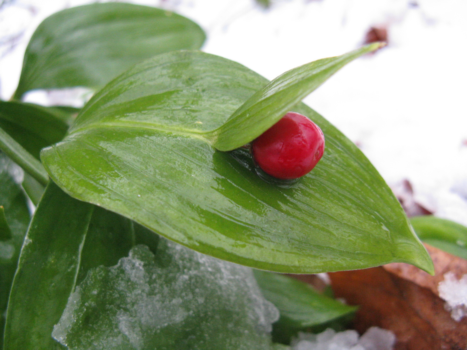 Lónyelvű csodabogyó Ruscus hypoglossum