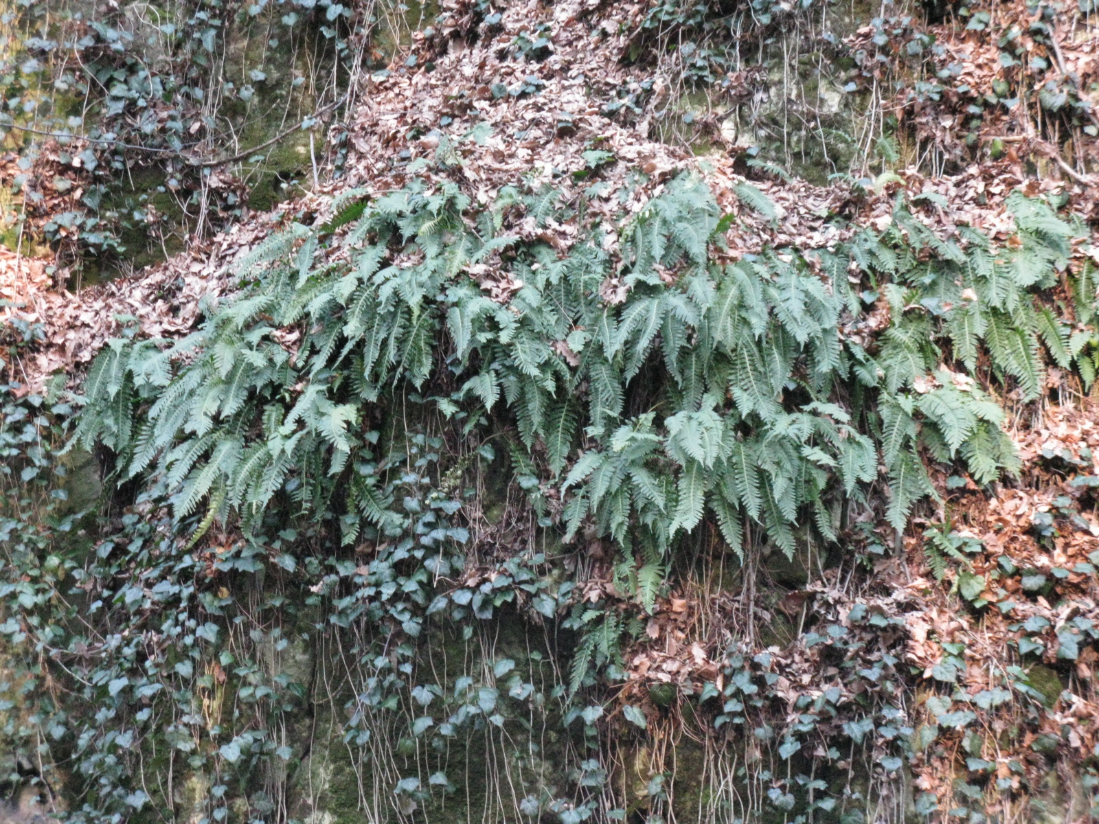 Édesgyökerű páfrány-Polypodium vulgare1