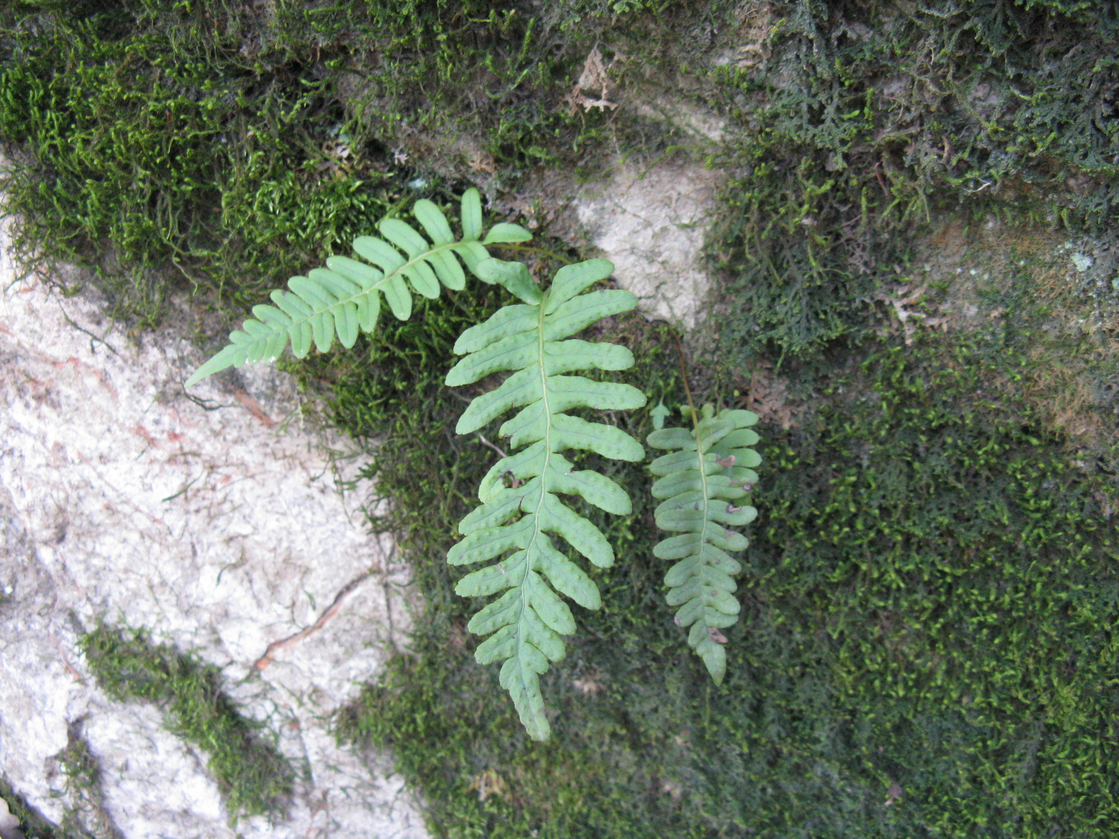 Édesgyökerű páfrány-Polypodium vulgare