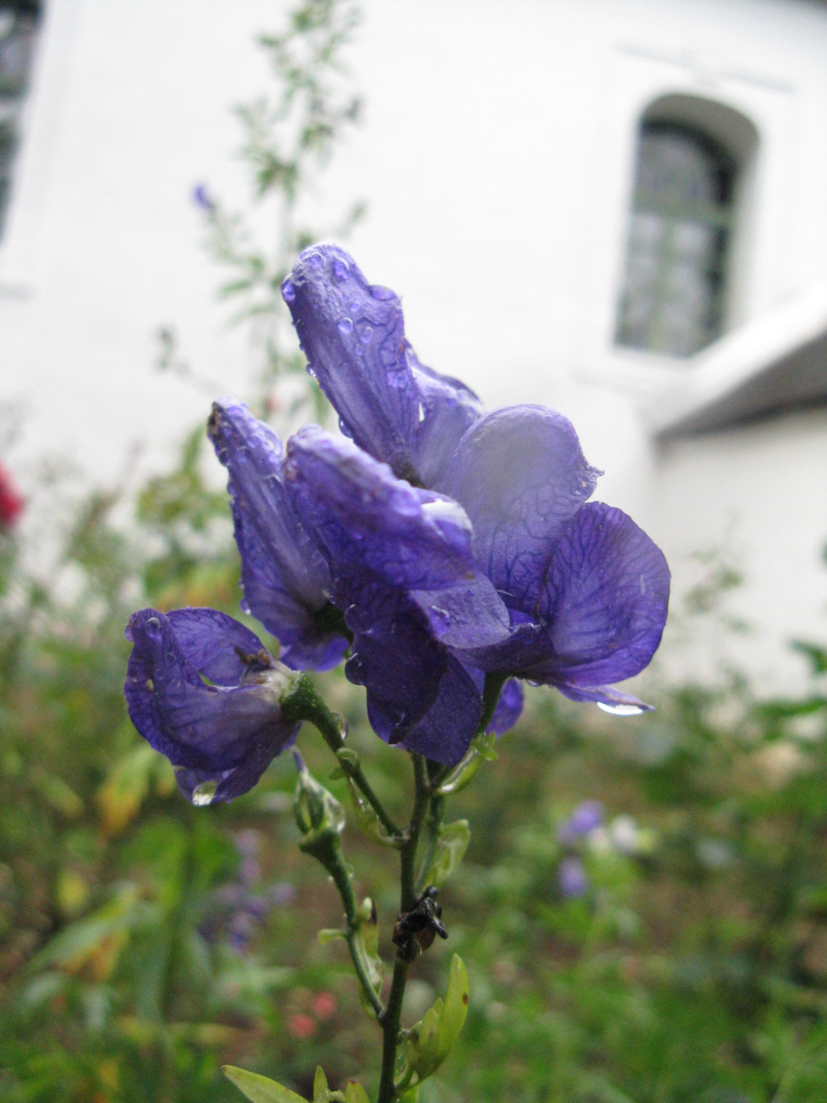 Karcsú sisakvirág Aconitum variegatum1