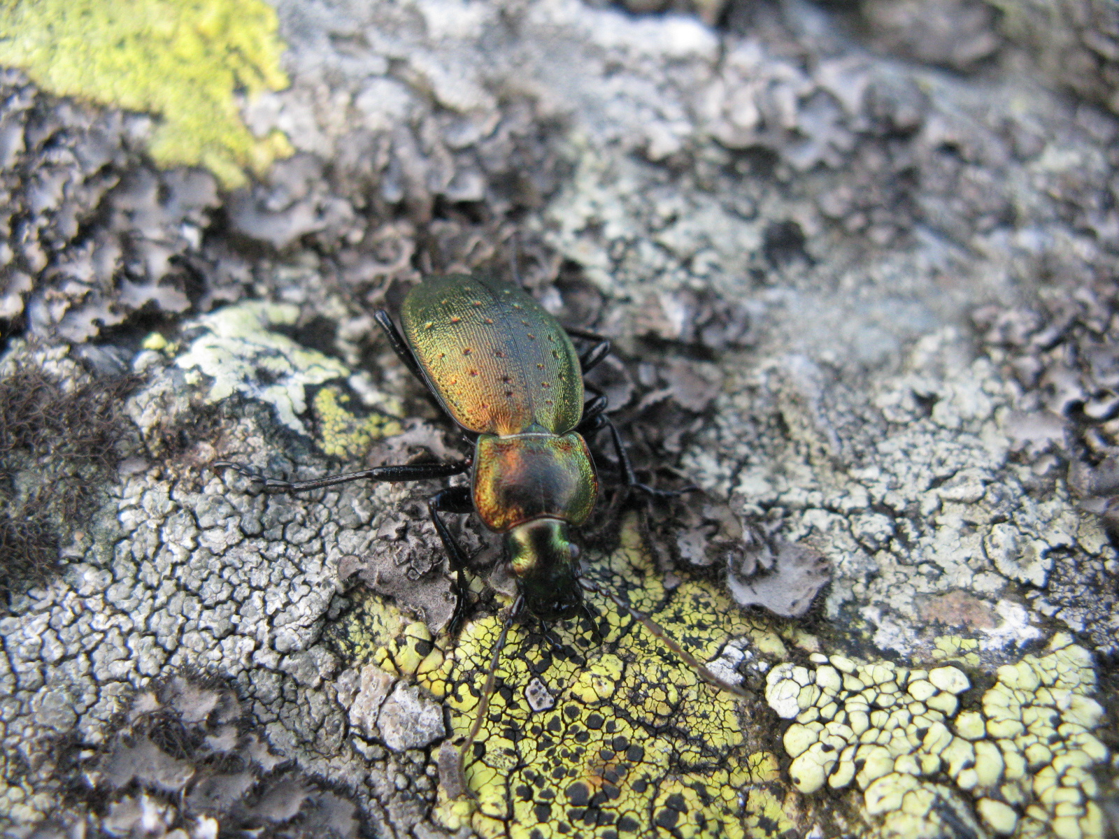 Carabus (Orinocarabus) sylvestris transylvanicus