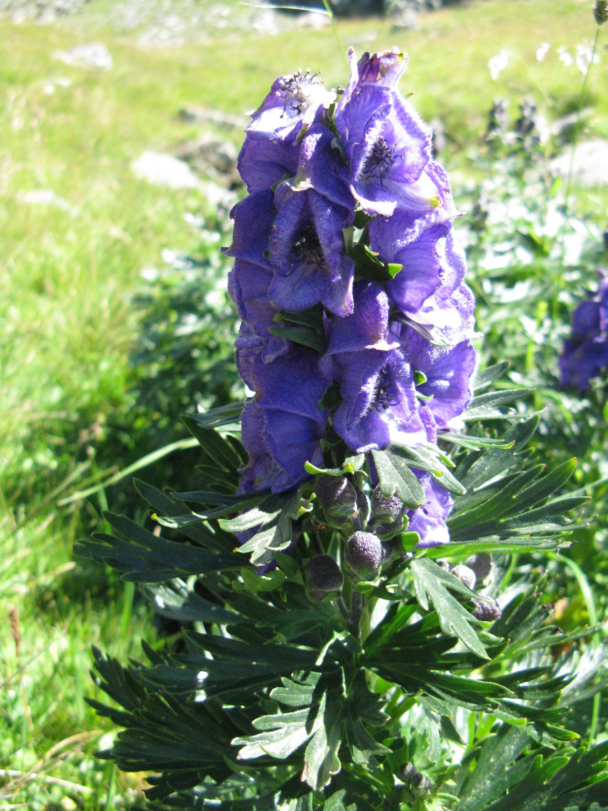 Havasi sisakvirág Aconitum napellus