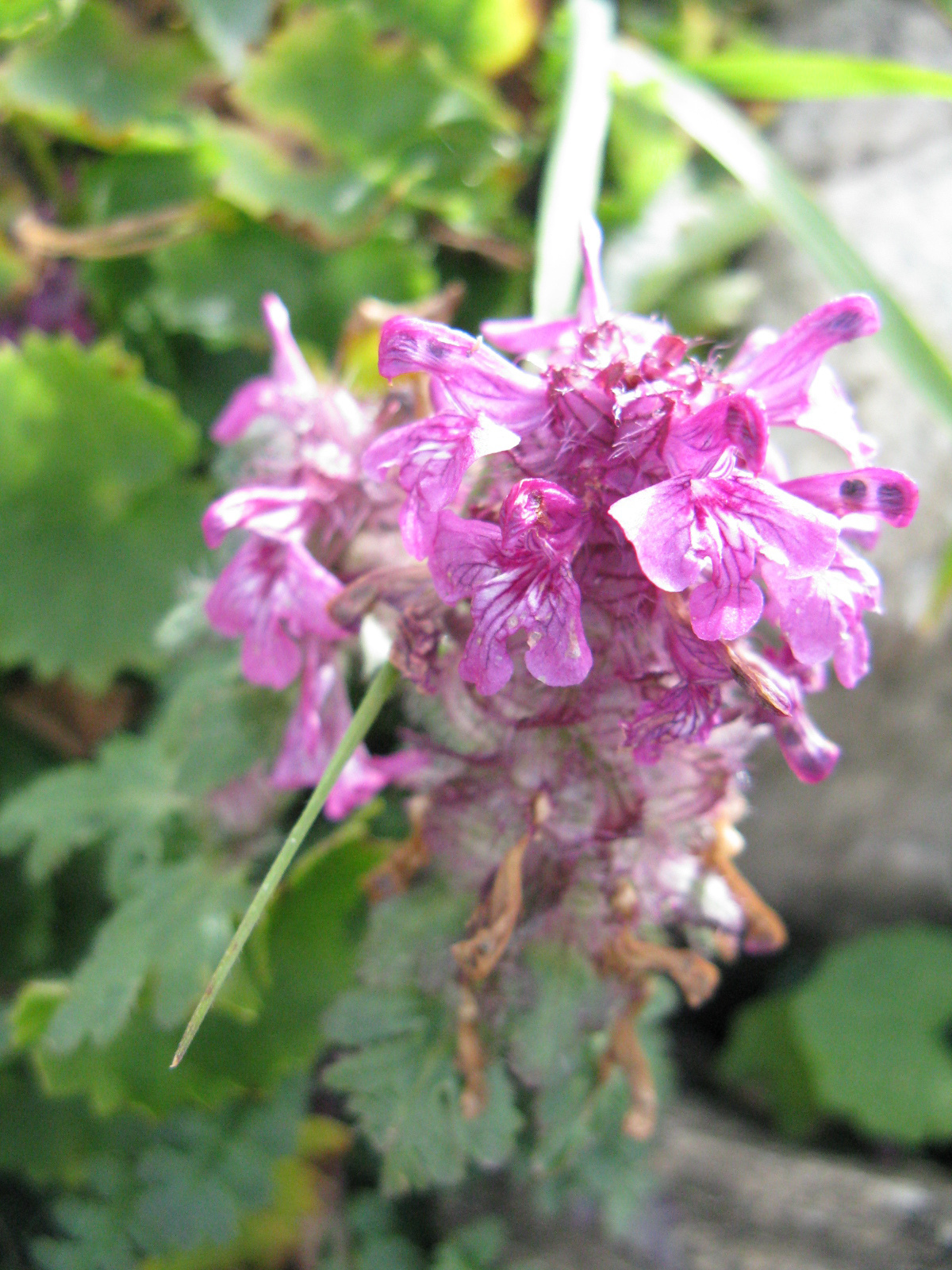 Örvös kakastaréj Pedicularis verticilata