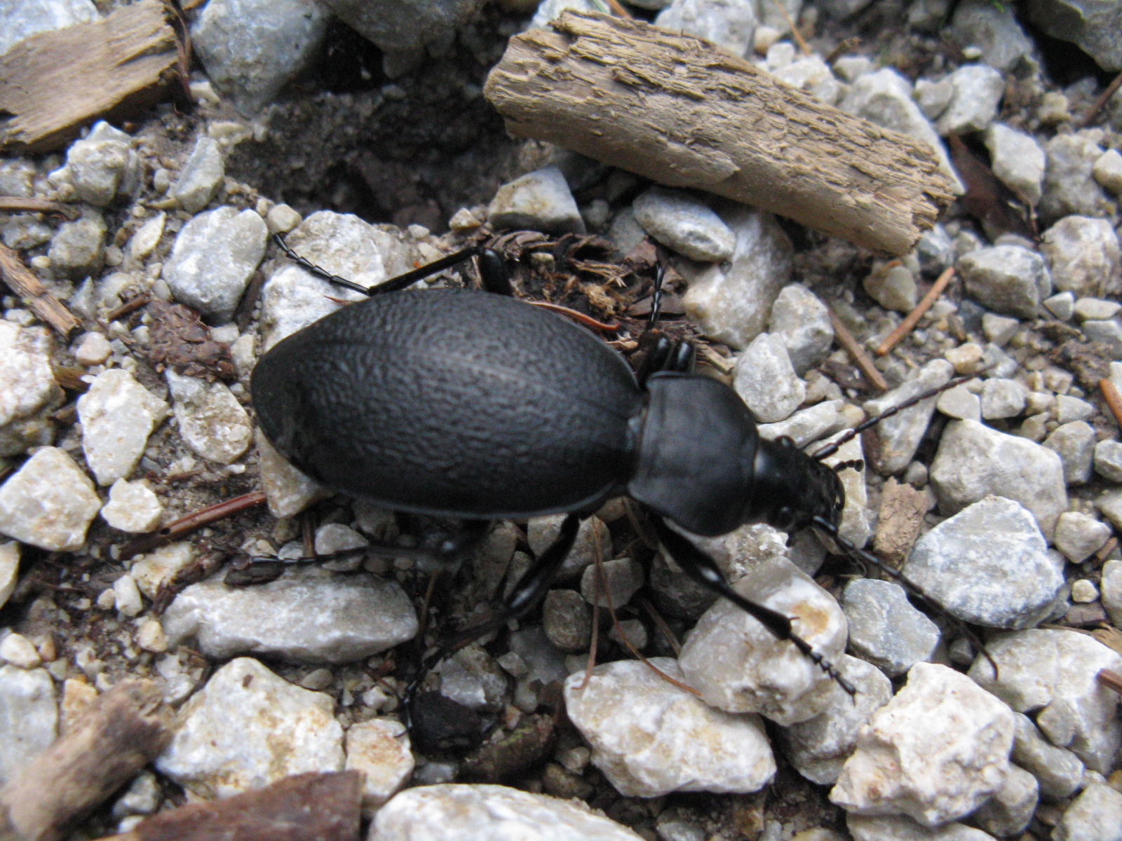 Bőrfutrinka Carabus coriaceus