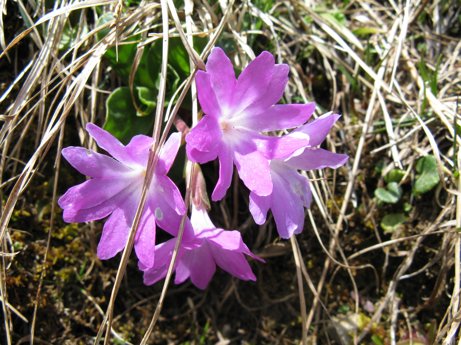 Primula integrifolia