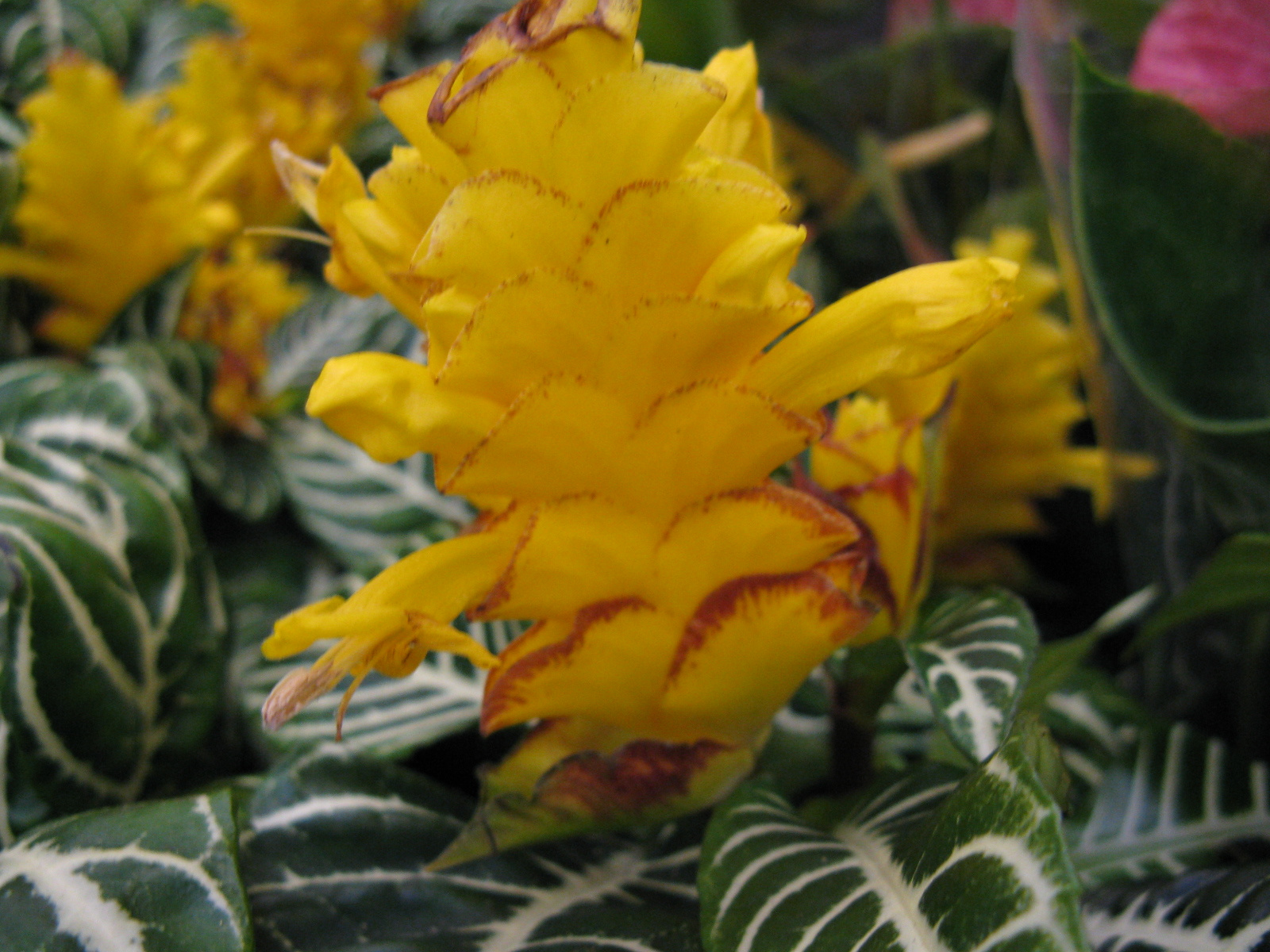 Aphelandra