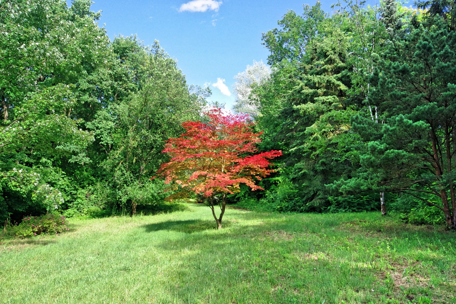 Arborétum